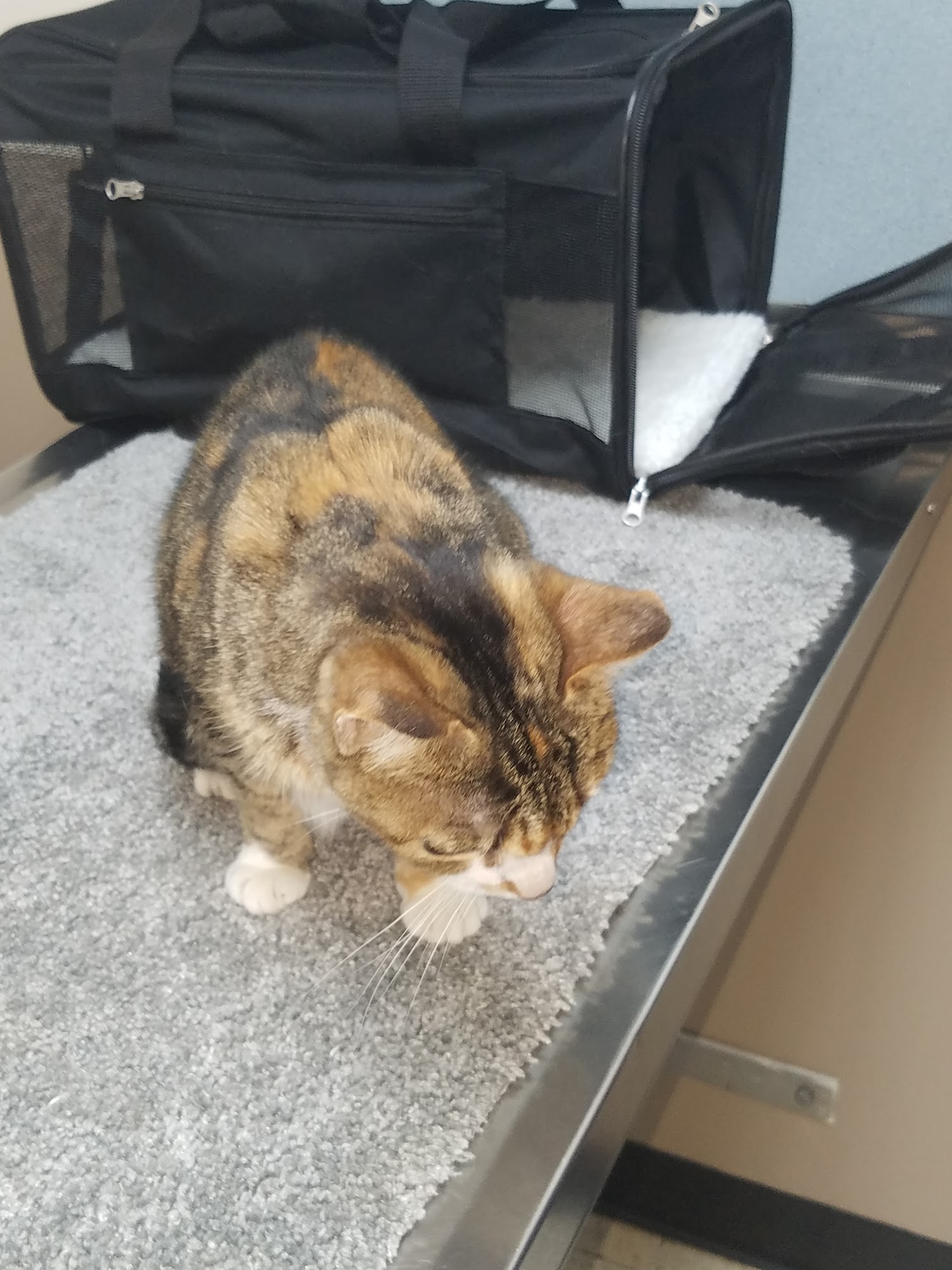 Bluegrass Animal Healthcare Mayfield