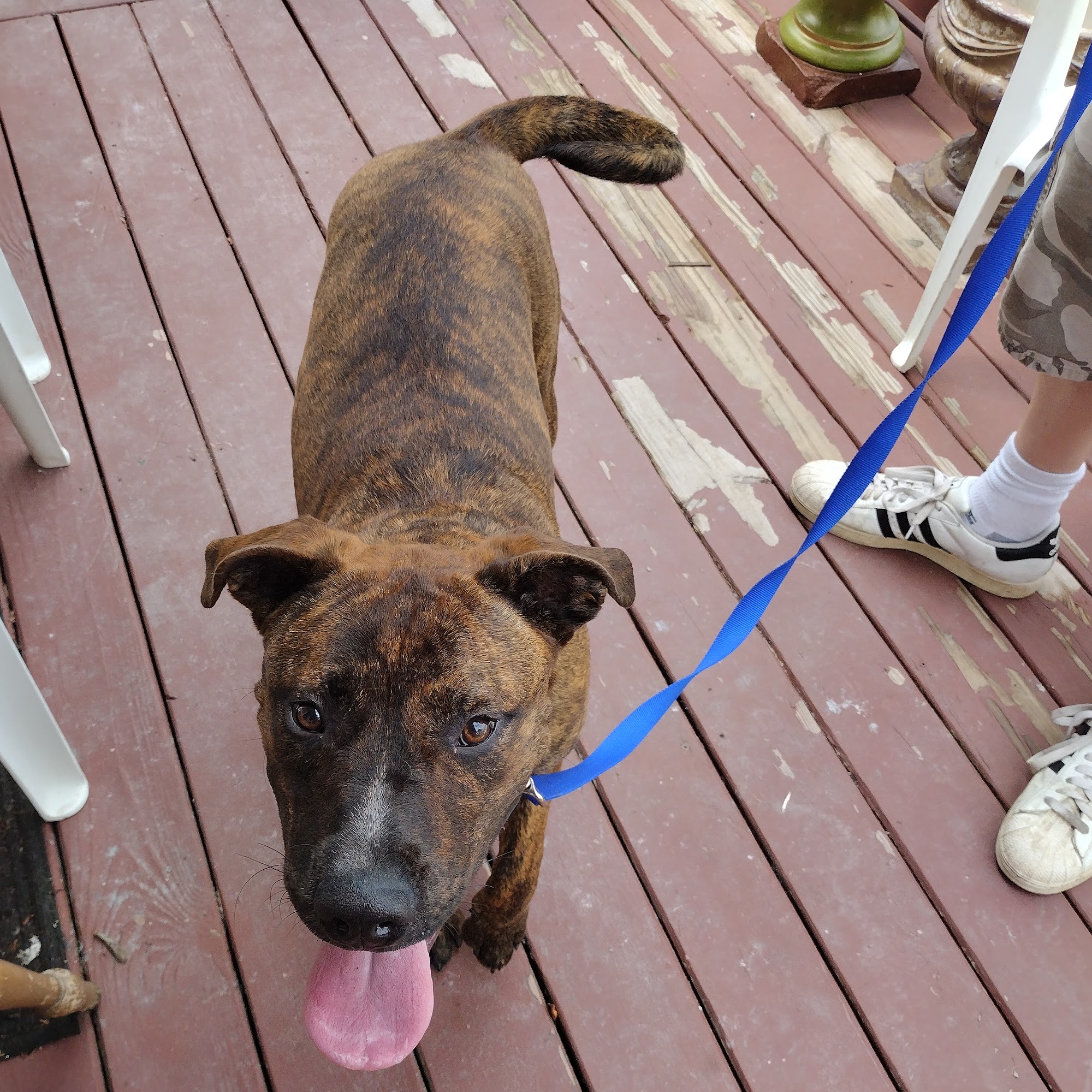 Mayfield Graves County Animal Mayfield