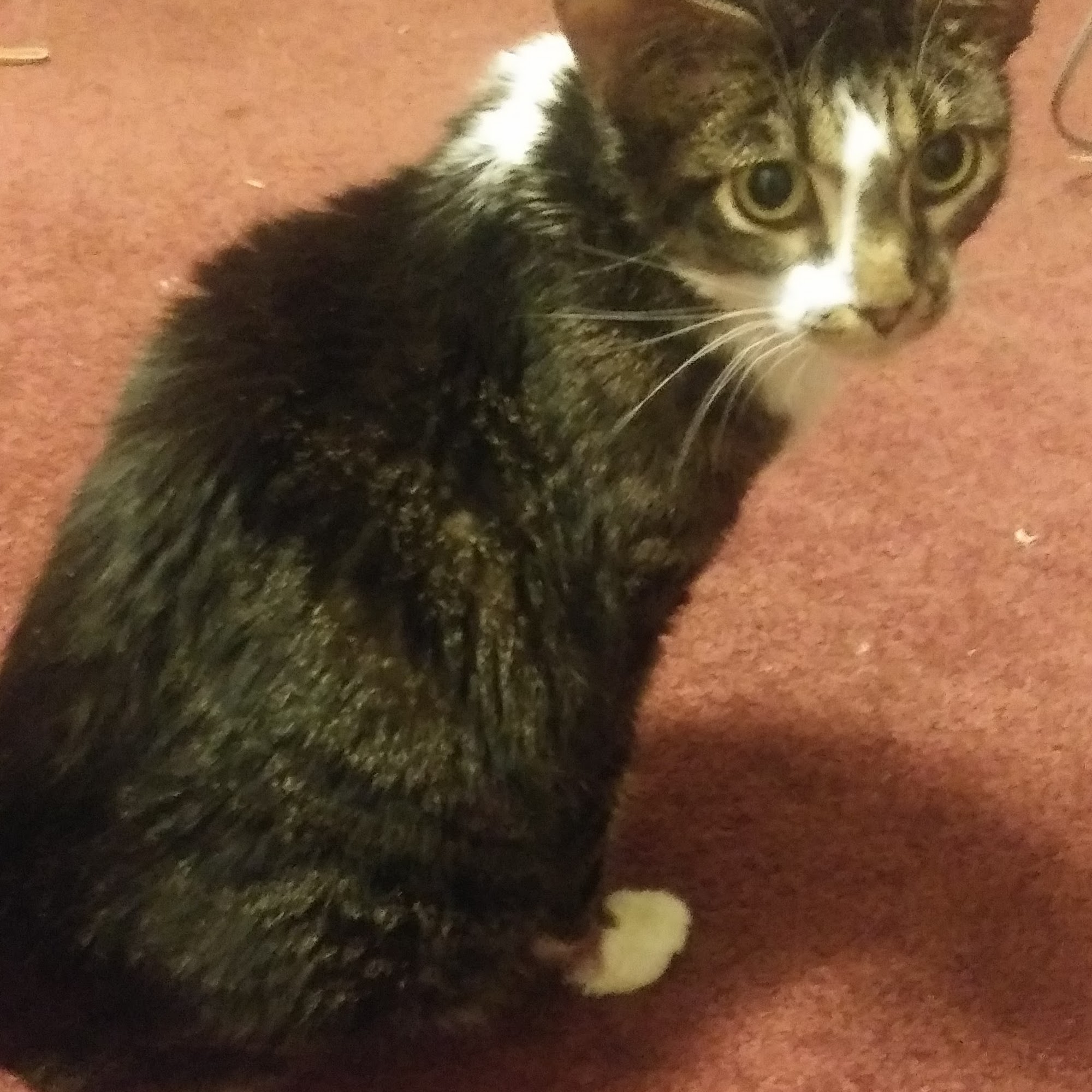 Town & Country Veterinary Maysville