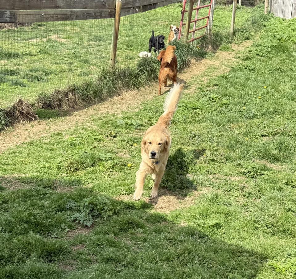 Paw Paw's Puppy Pad LLC Maysville
