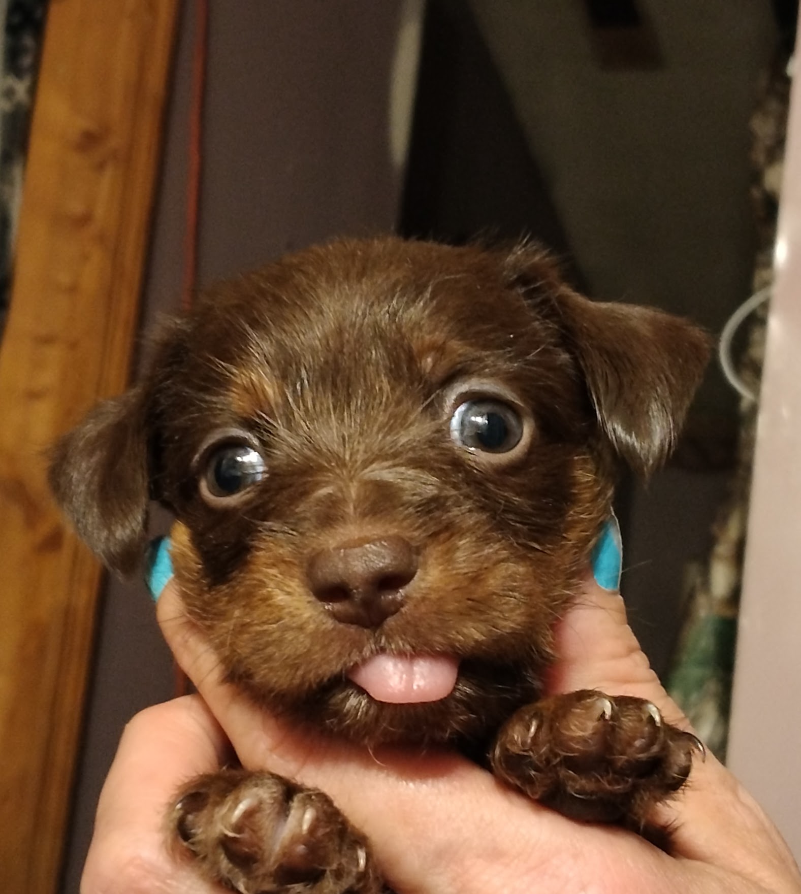 Bell County Animal Clinic Middlesboro