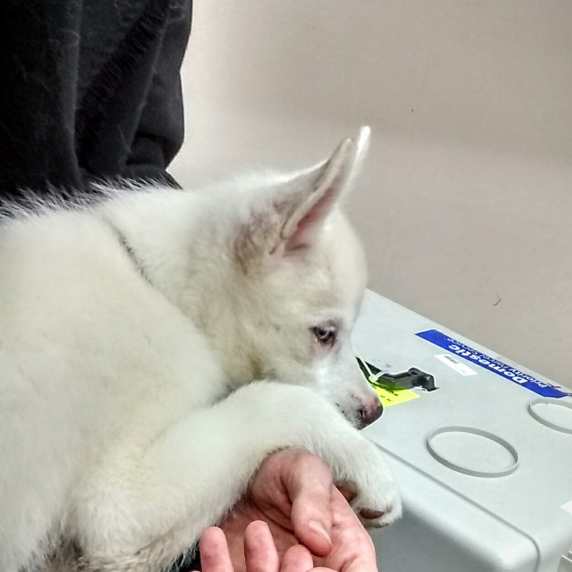 Dr. Ann Combs Middlesboro