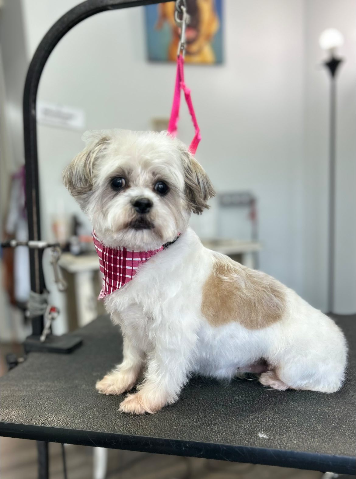 Shampooch Pet Salon Middlesboro