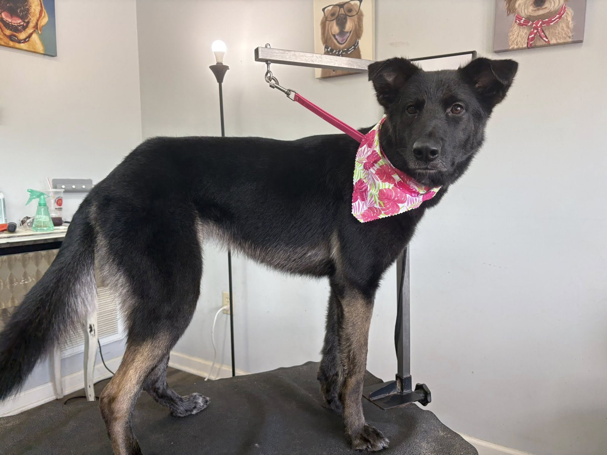 Shampooch Pet Salon Middlesboro