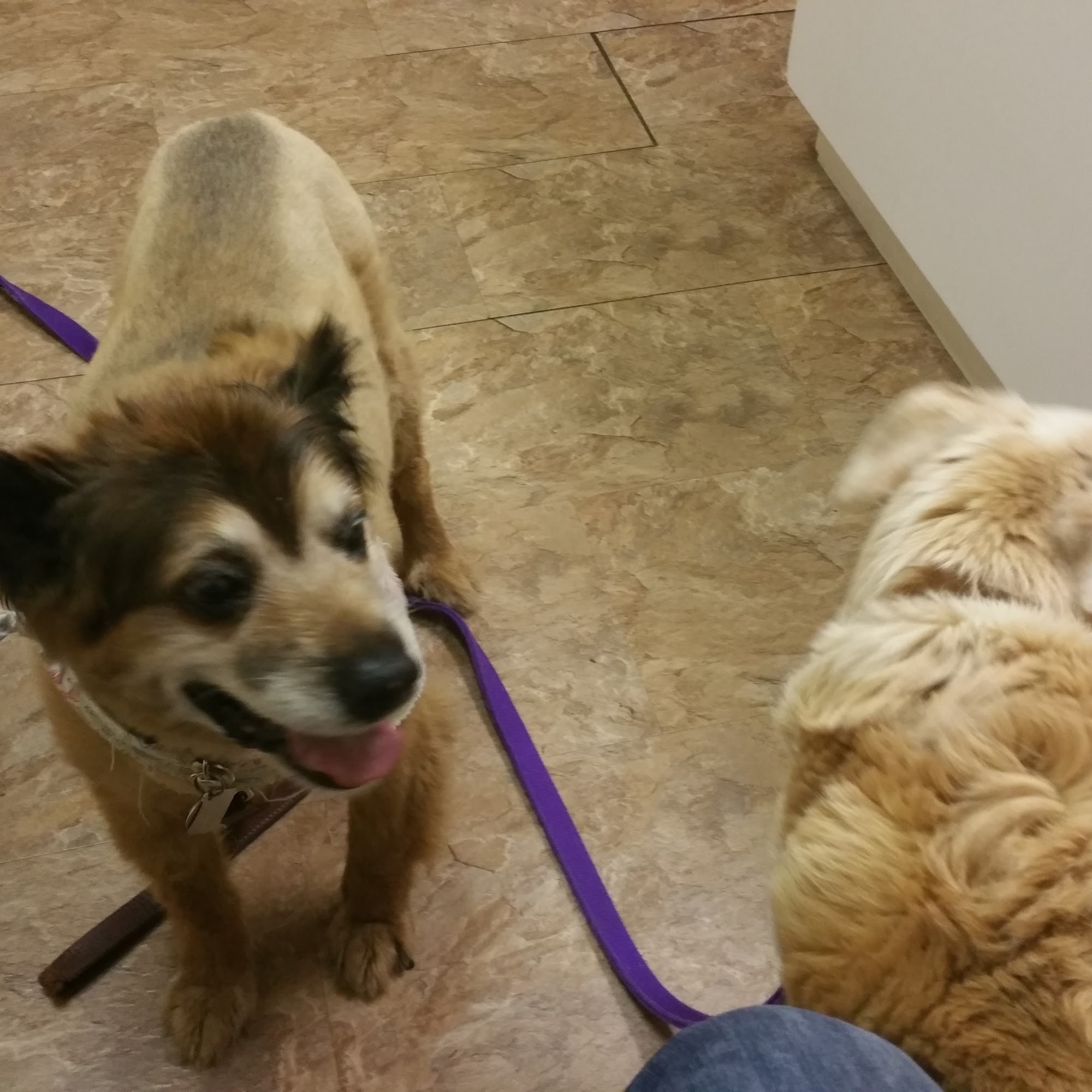 Companion Animal Hospital of Middletown Middletown