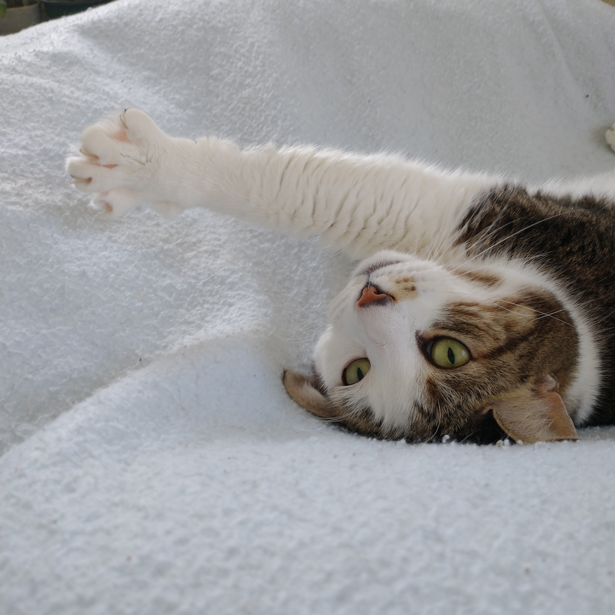 Midway Small Animal Clinic Midway