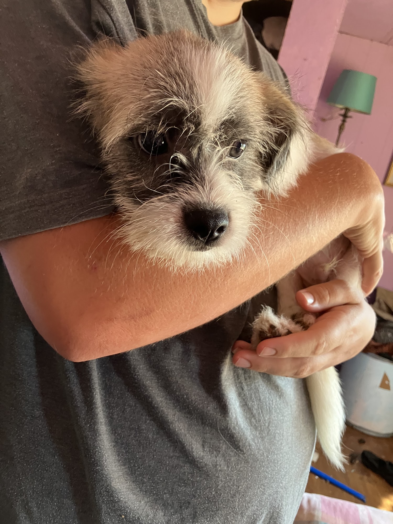 Morgan County Animal Shelter Mize