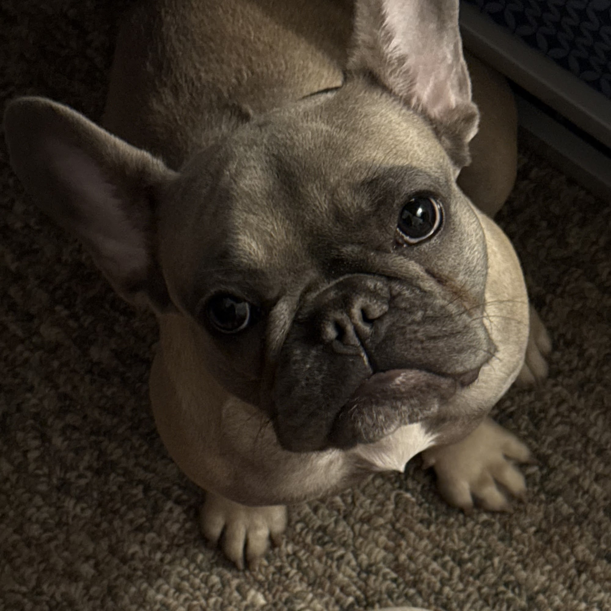 Rowan Veterinary Clinic Morehead