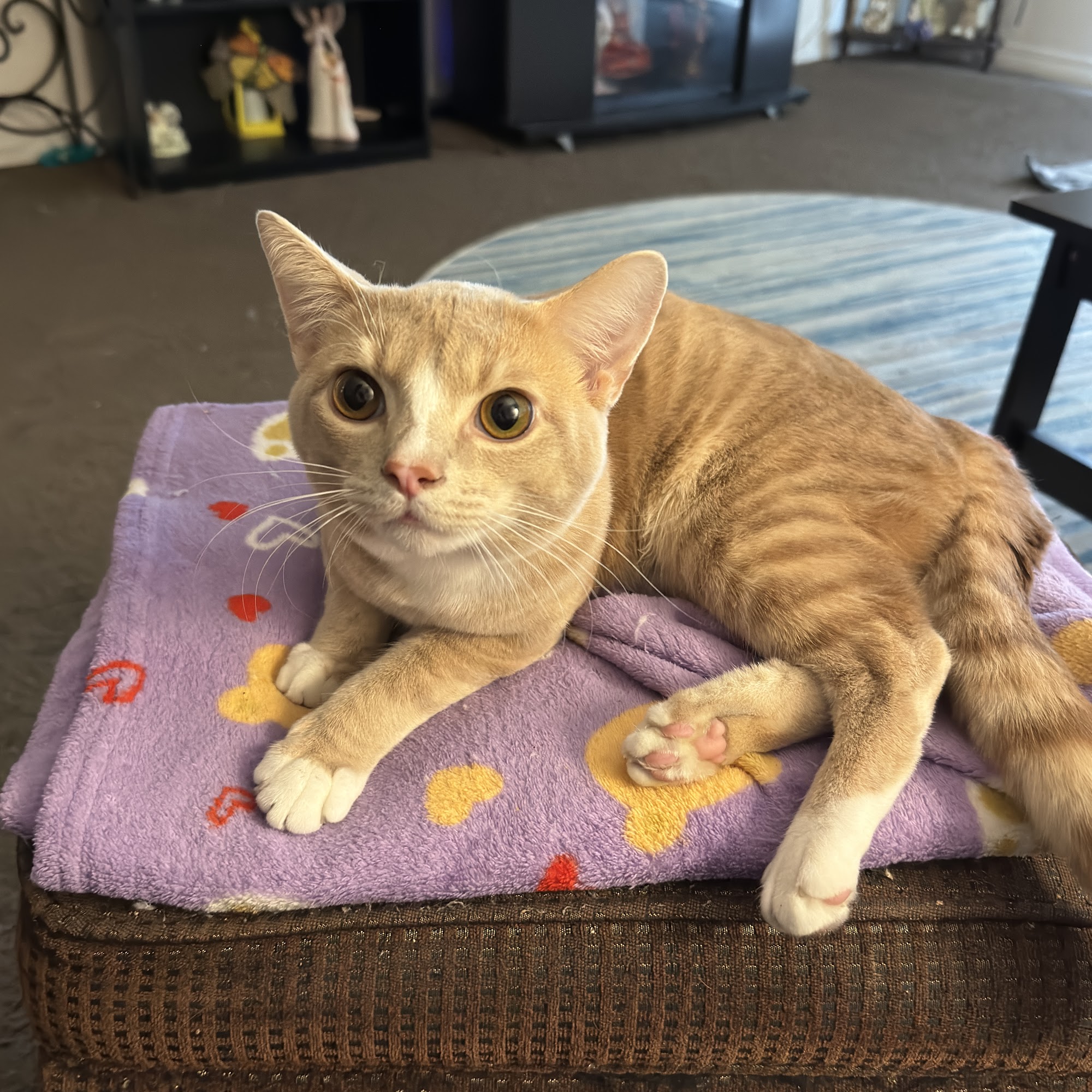 Union County Animal Clinic Morganfield