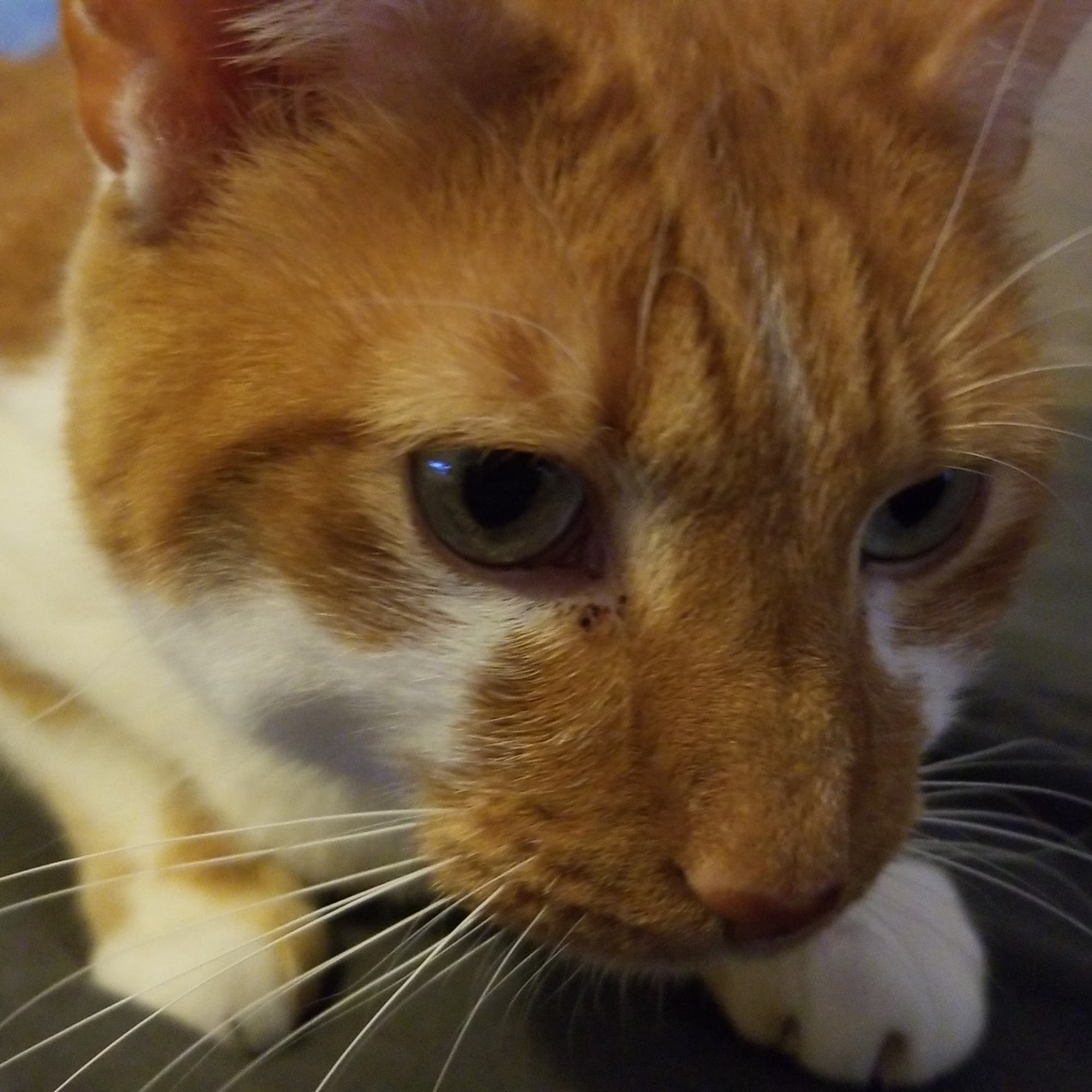 Mt Sterling Veterinary Hospital Mount Sterling