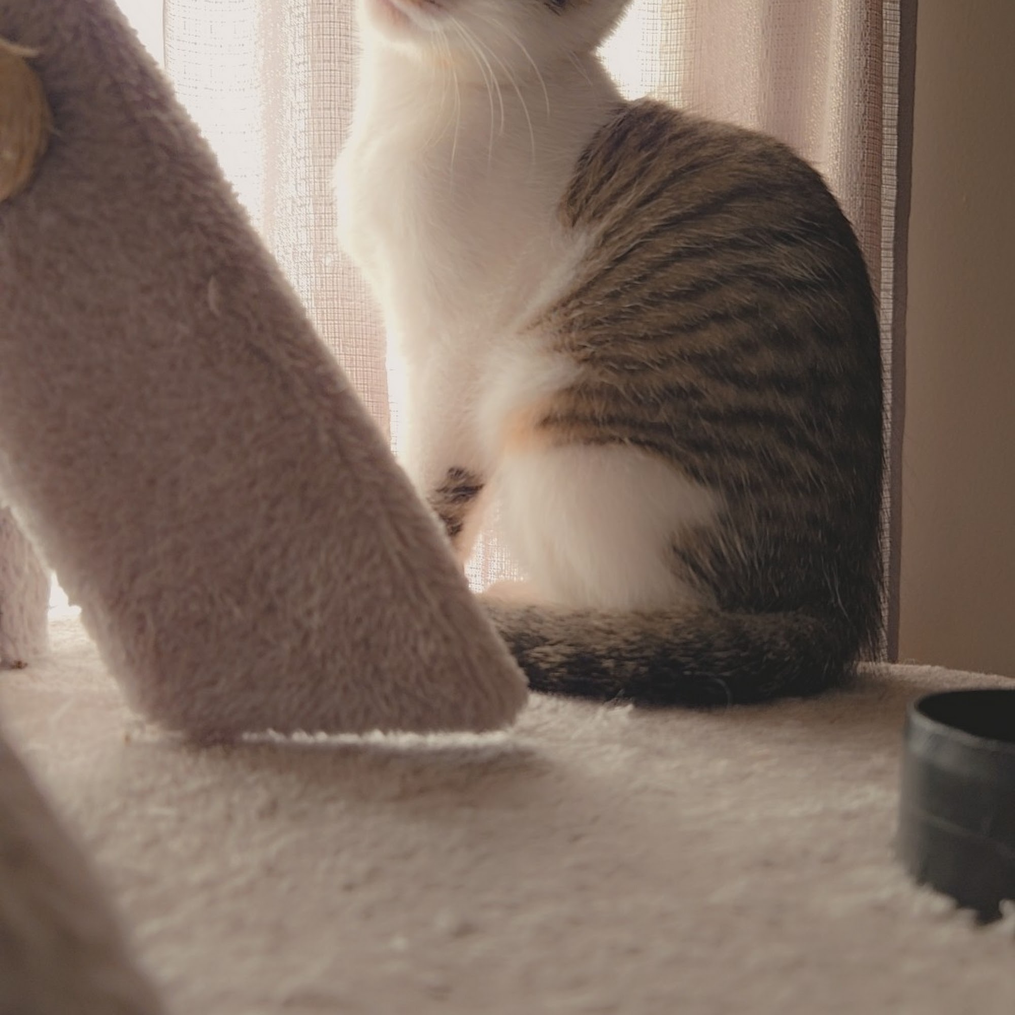 Montgomery Veterinary Clinic: Dr. John MacDonald Mount Sterling