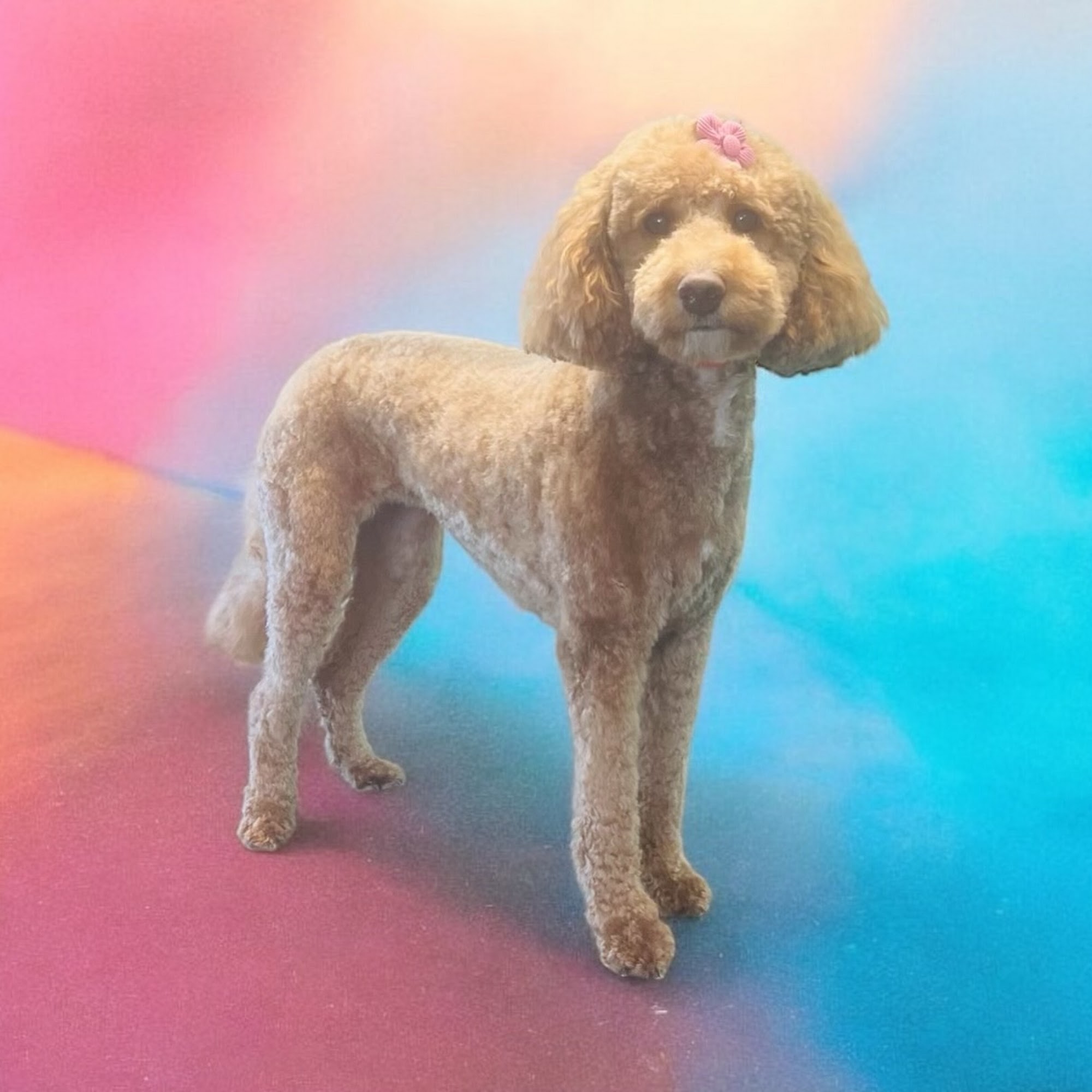 Mt Vernon Spa & Paw 50 Williams St, Mt Vernon Kentucky 40456