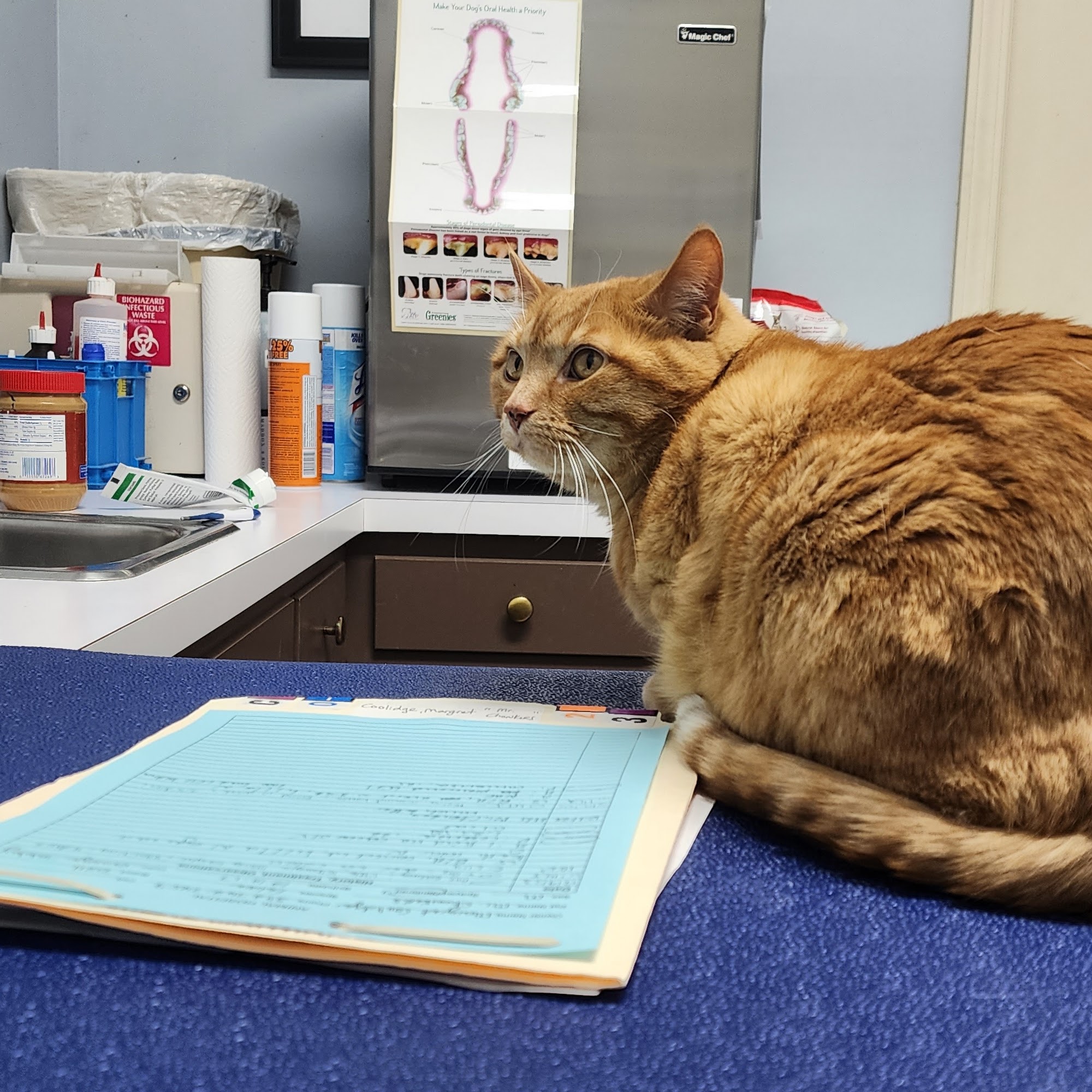 Mt. Washington Animal Clinic Mt Washington