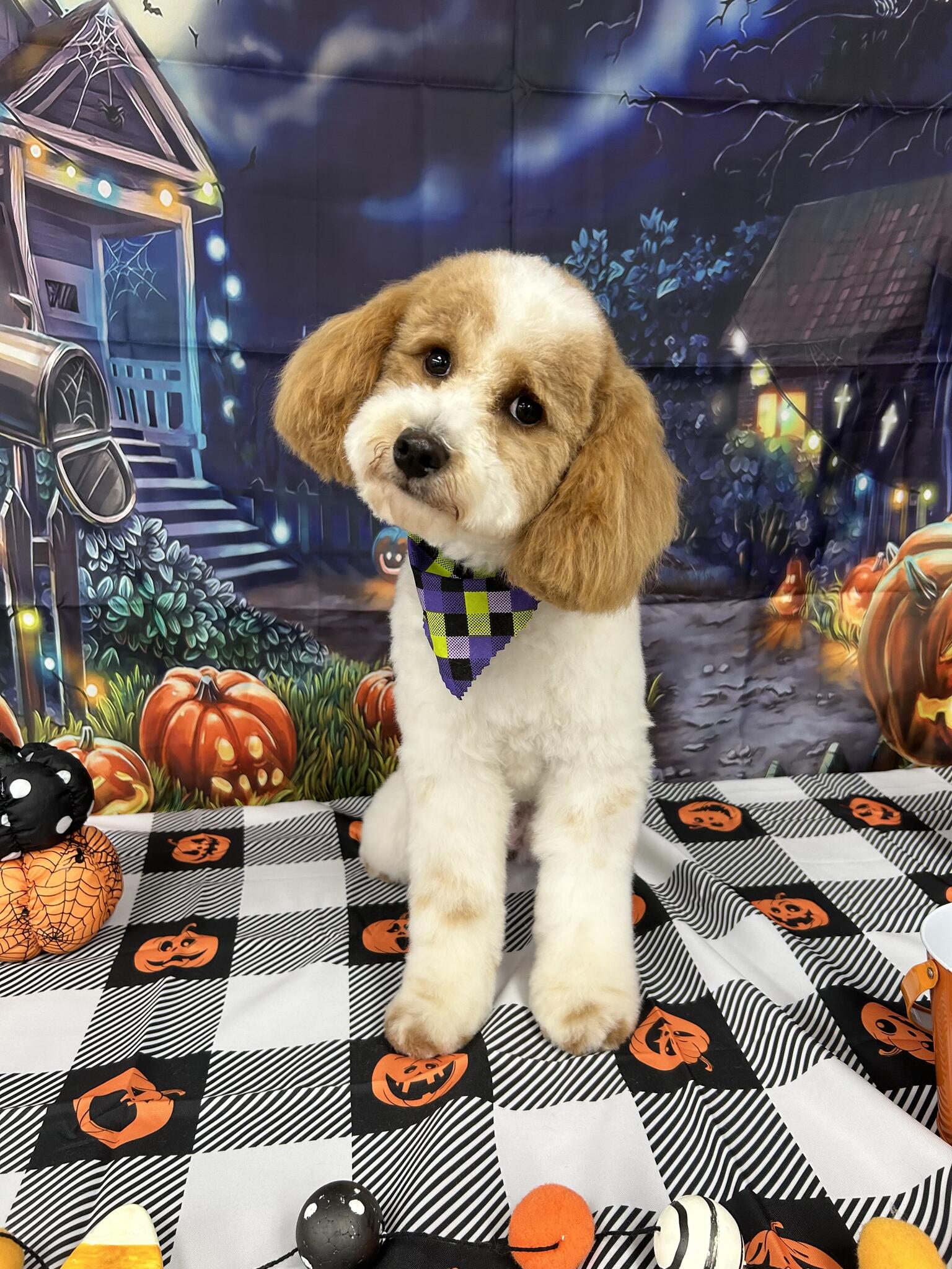 Shag 2 Chic Pet Salon and Spa Mt Washington