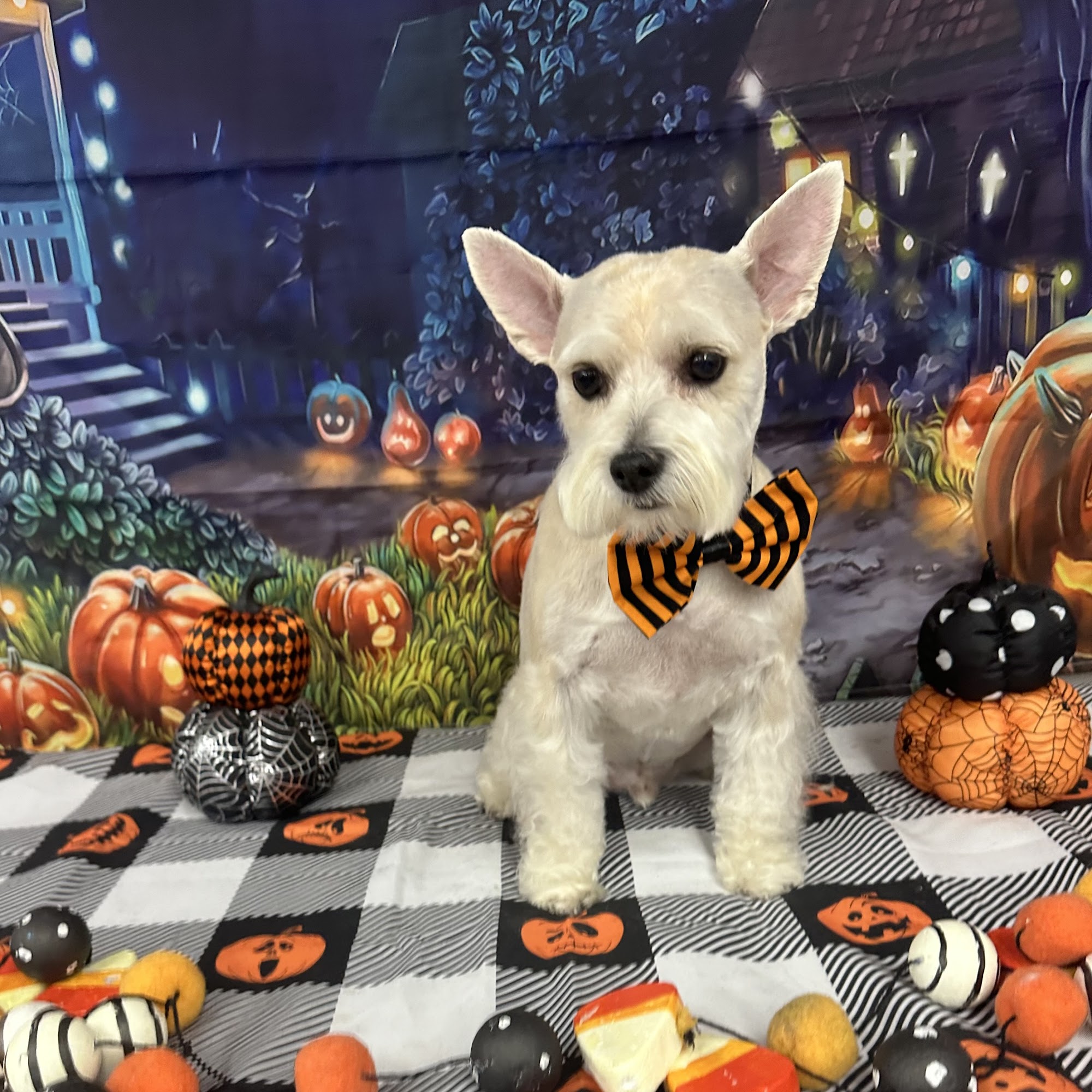 Shag 2 Chic Pet Salon and Spa Mt Washington