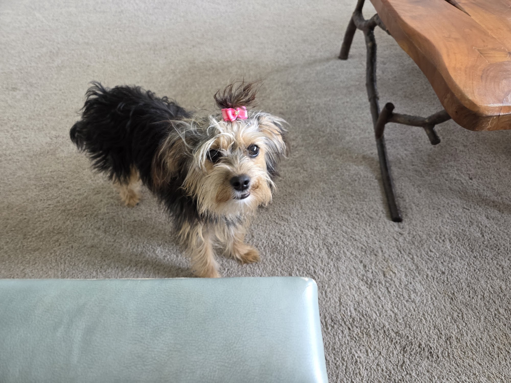 Elk Creek Animal Hospital of Bullitt County Mt Washington