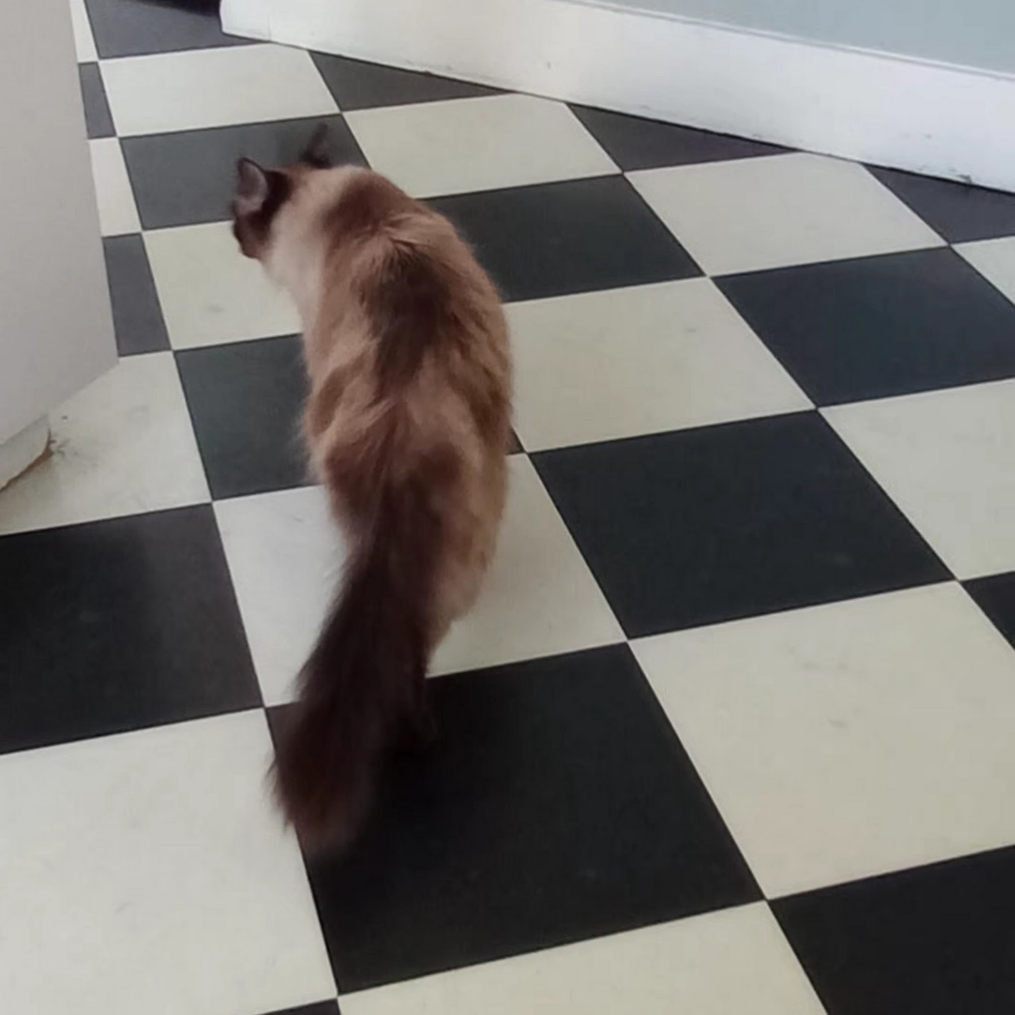 Animal Health & Wellness Center Murray