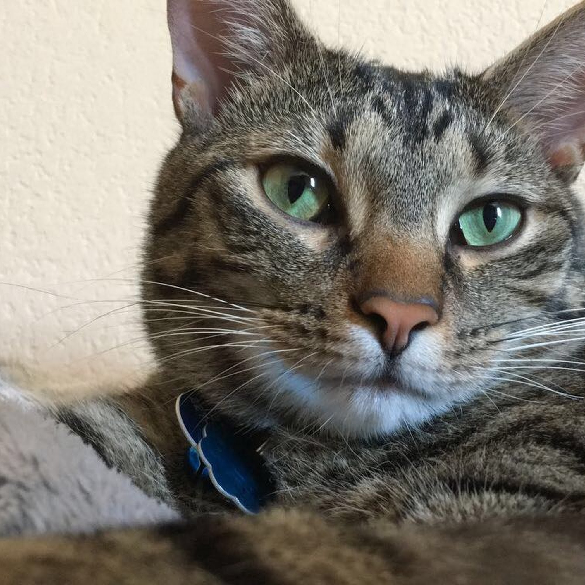 Veterinary Medical Center Murray