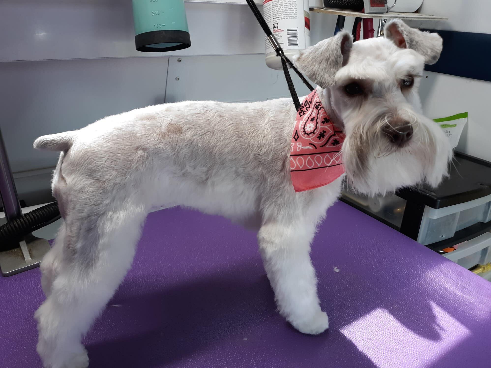 A Cut Above Mobile Pet Grooming Murray