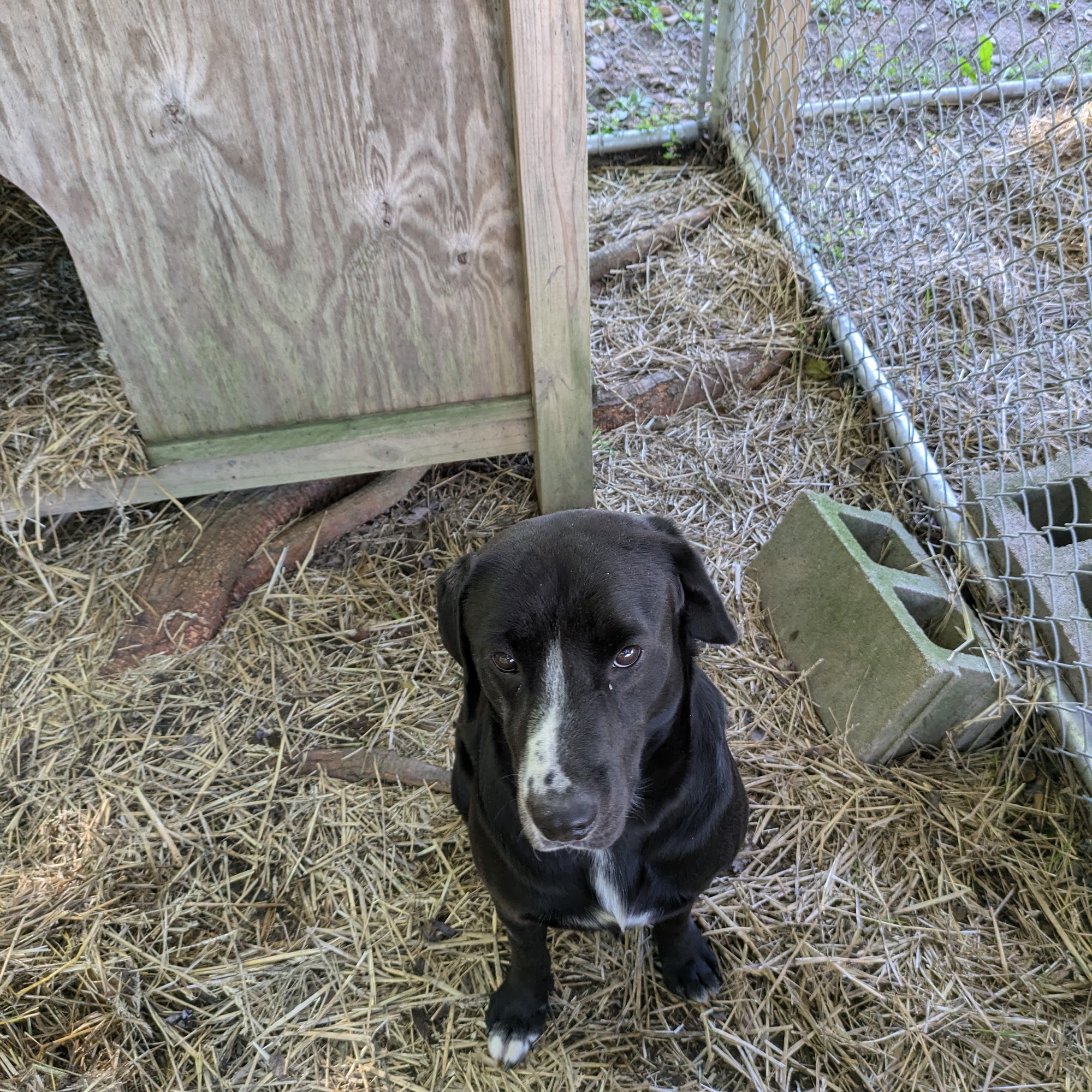 Murray-Calloway County Animal Murray