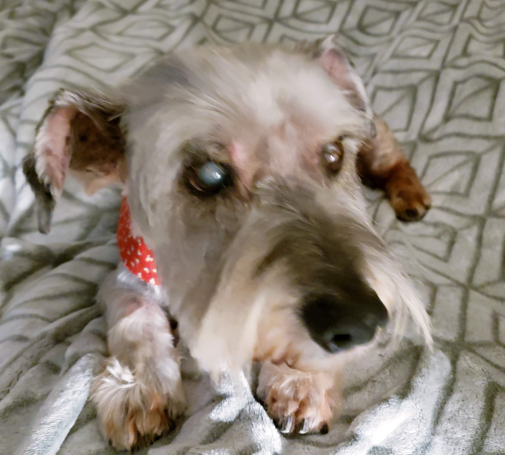 Precious Paws Grooming Parlor Murray