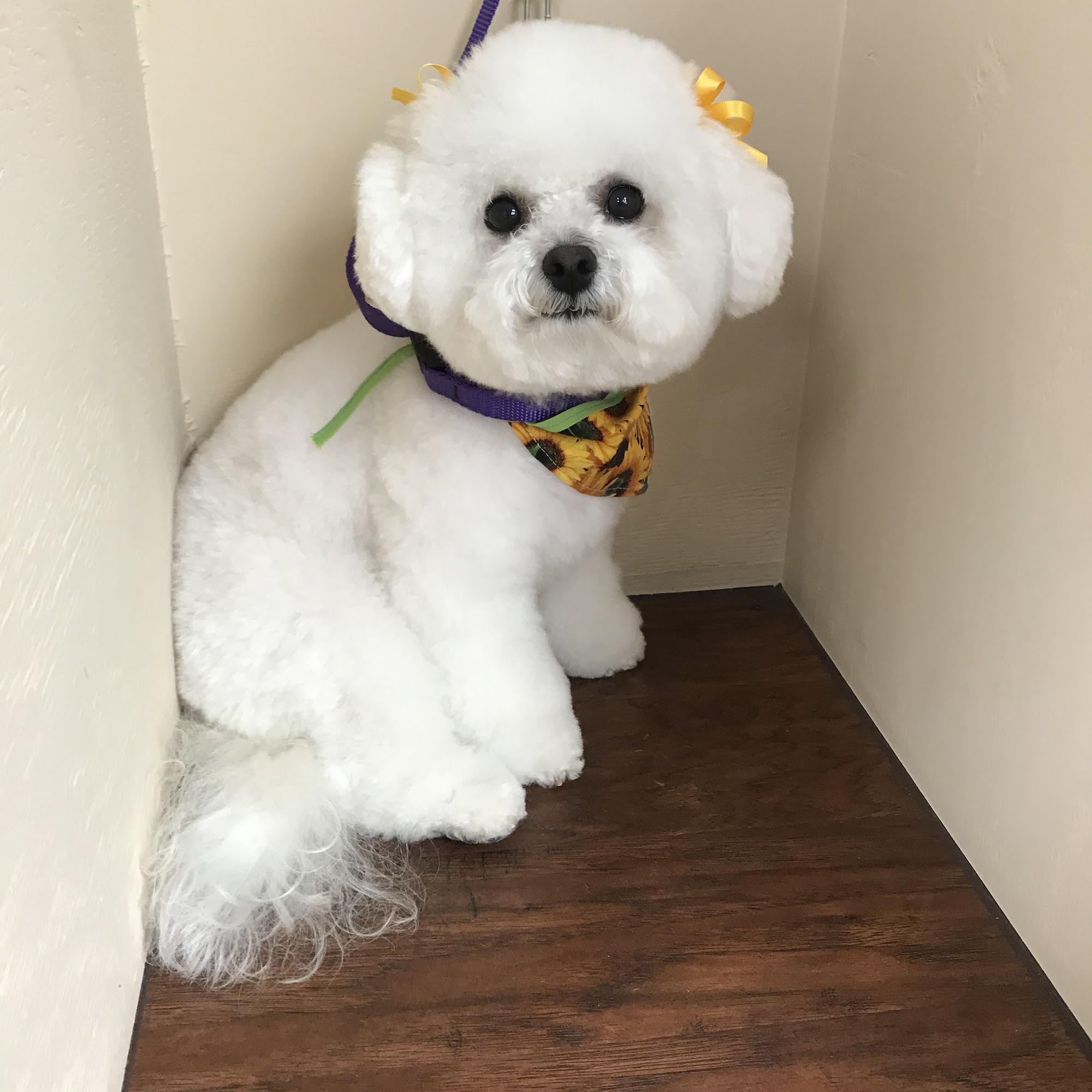 Happy Pets Salon Murray