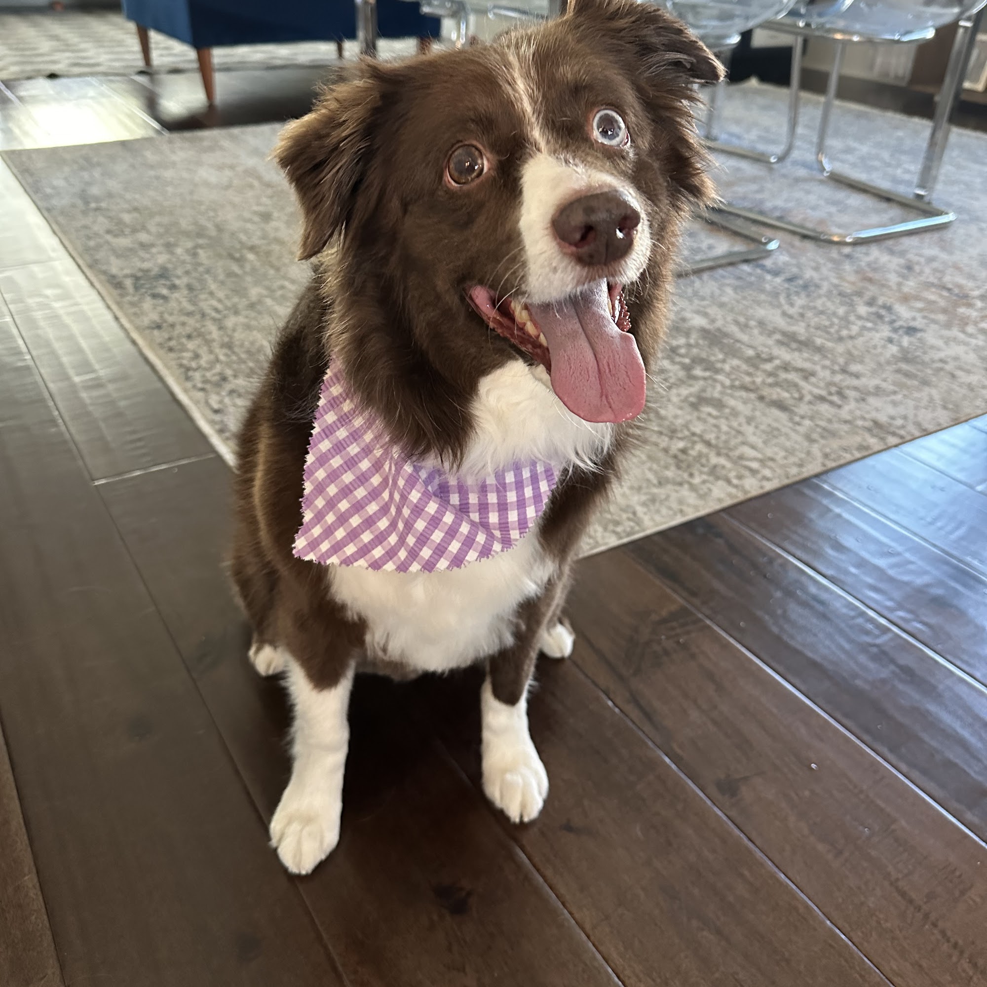 Top Notch Dog Grooming