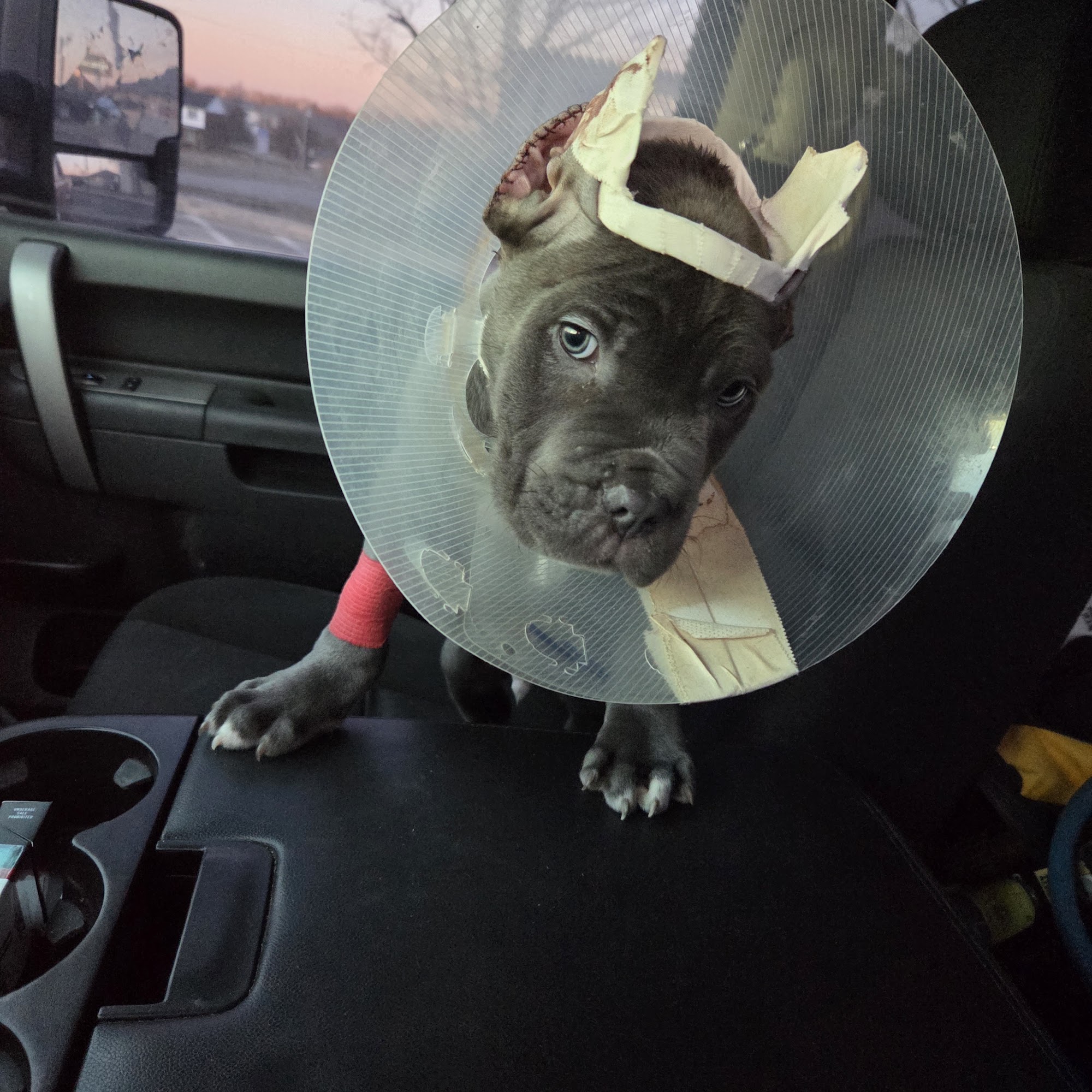 Animal Hospital of Nicholasville Nicholasville