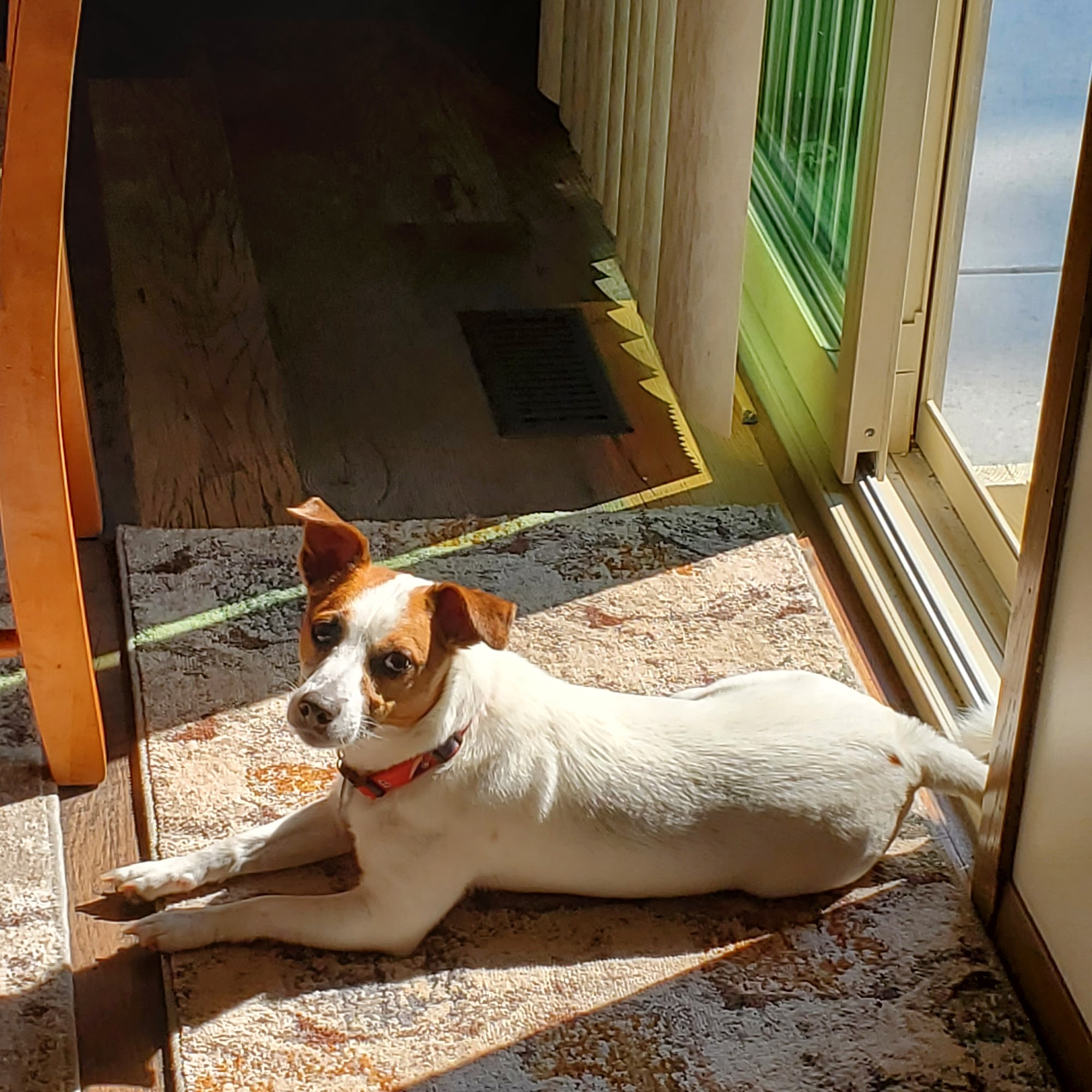 Animal Hospital-Nicholasville: Fox Julie DVM Nicholasville