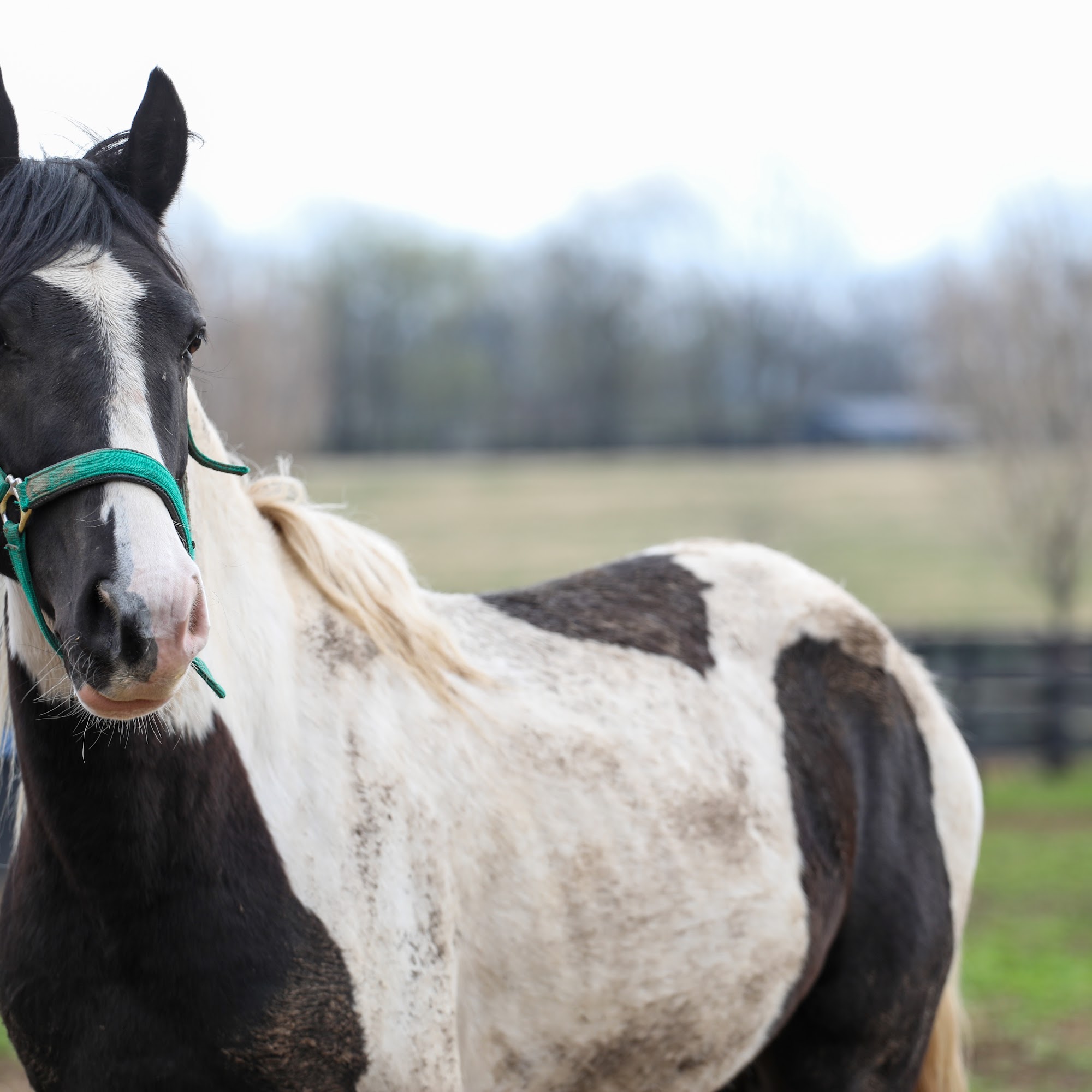 Kentucky Equine Adoption Center Inc Nicholasville