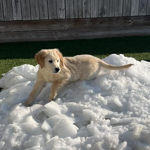 Manners Matter Dog Training and Daycare, LLC Nicholasville