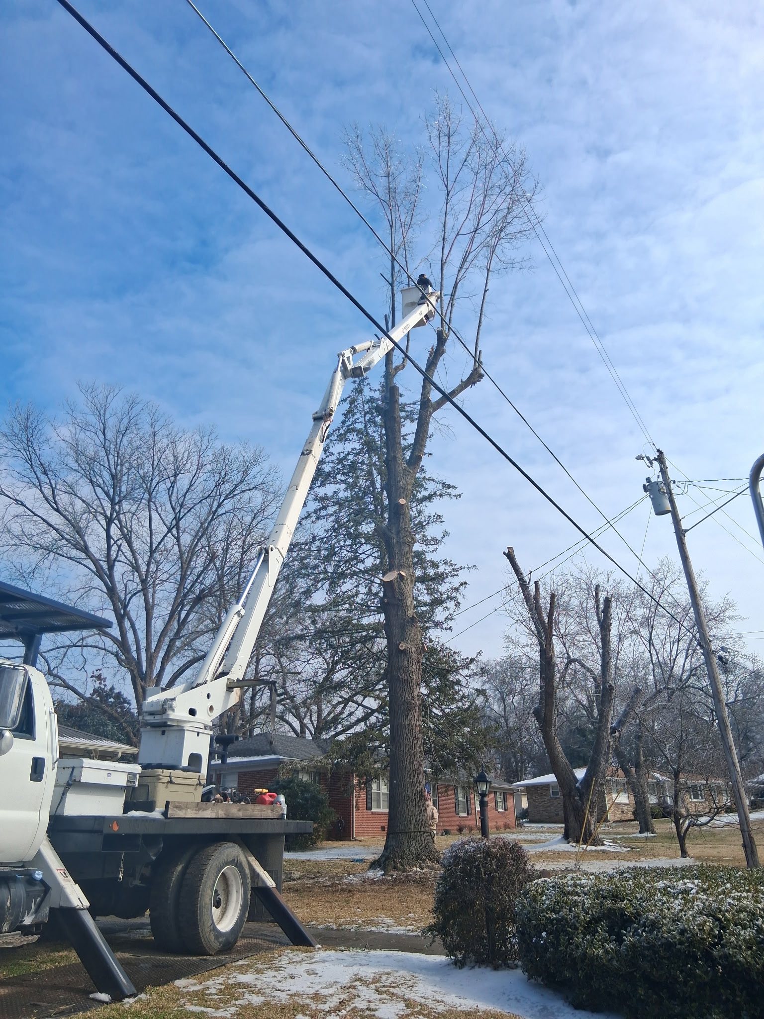 Big Beaver Tree Service Inc