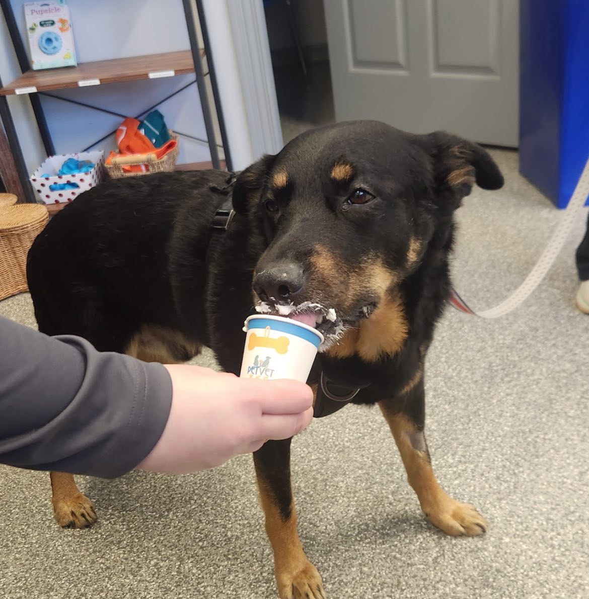 PetVet365 Pet Hospital & Dental Center Lexington/Brannon Crossing Nicholasville
