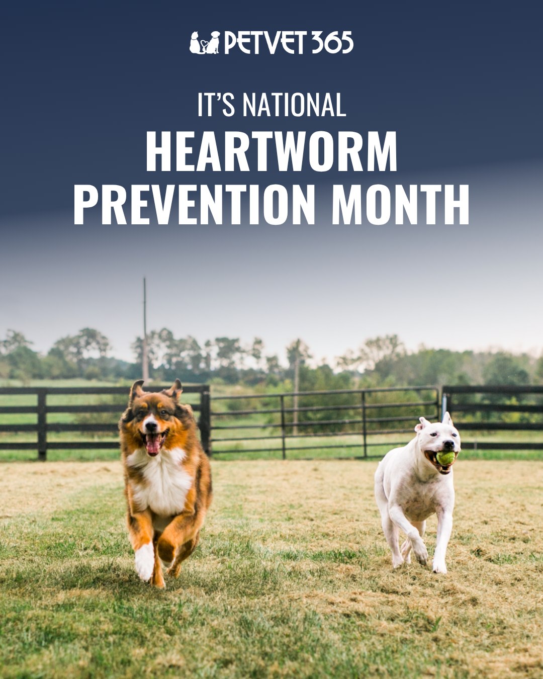 PetVet365 Pet Hospital & Dental Center Lexington/Brannon Crossing Nicholasville