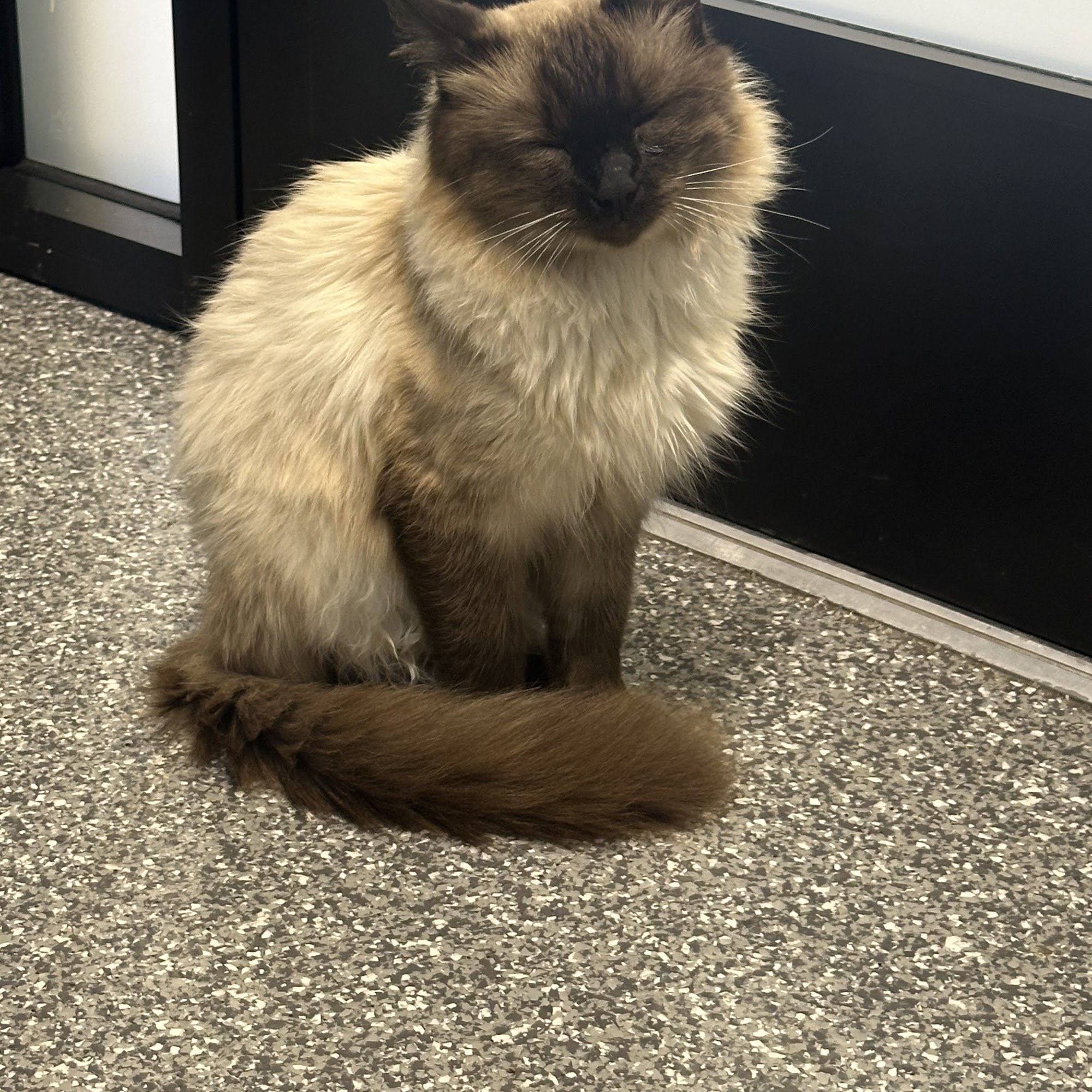 PetVet365 Pet Hospital & Dental Center Lexington/Brannon Crossing Nicholasville