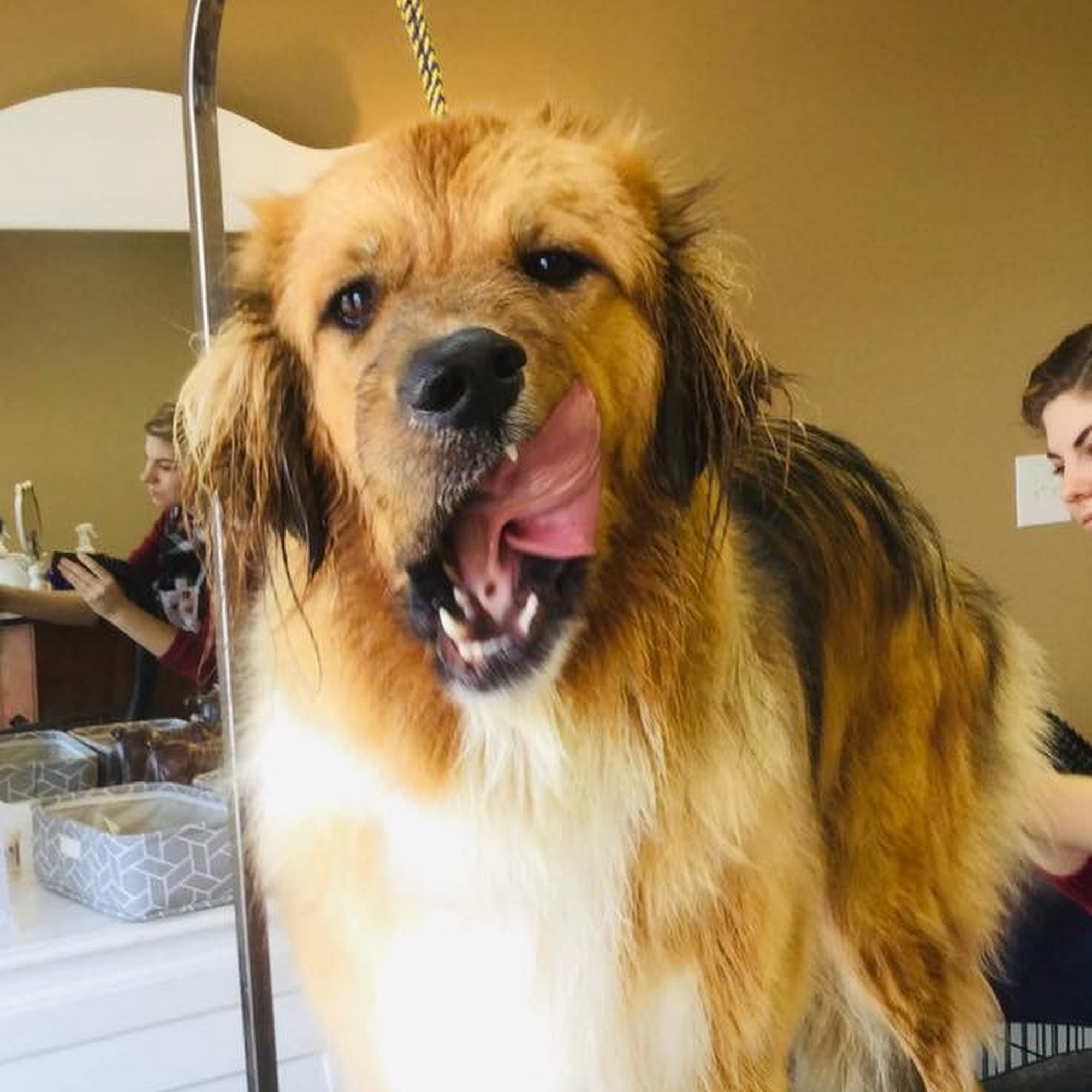 Chickadees Three Grooming Boarding and Training Nicholasville