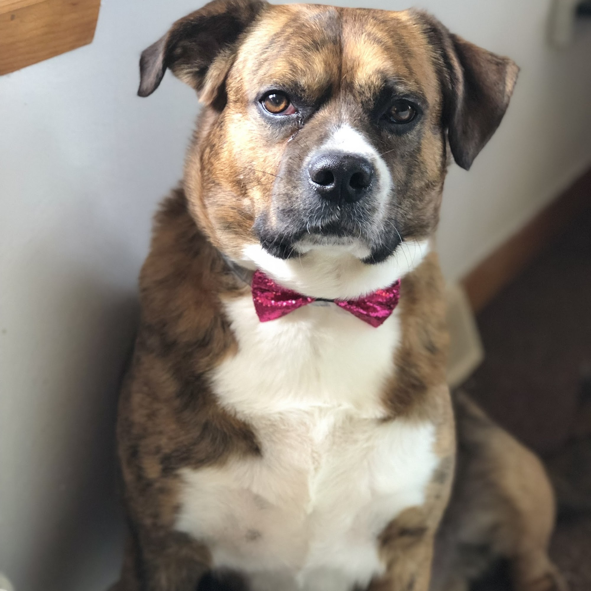 Kentuckiana Animal Clinic Owensboro