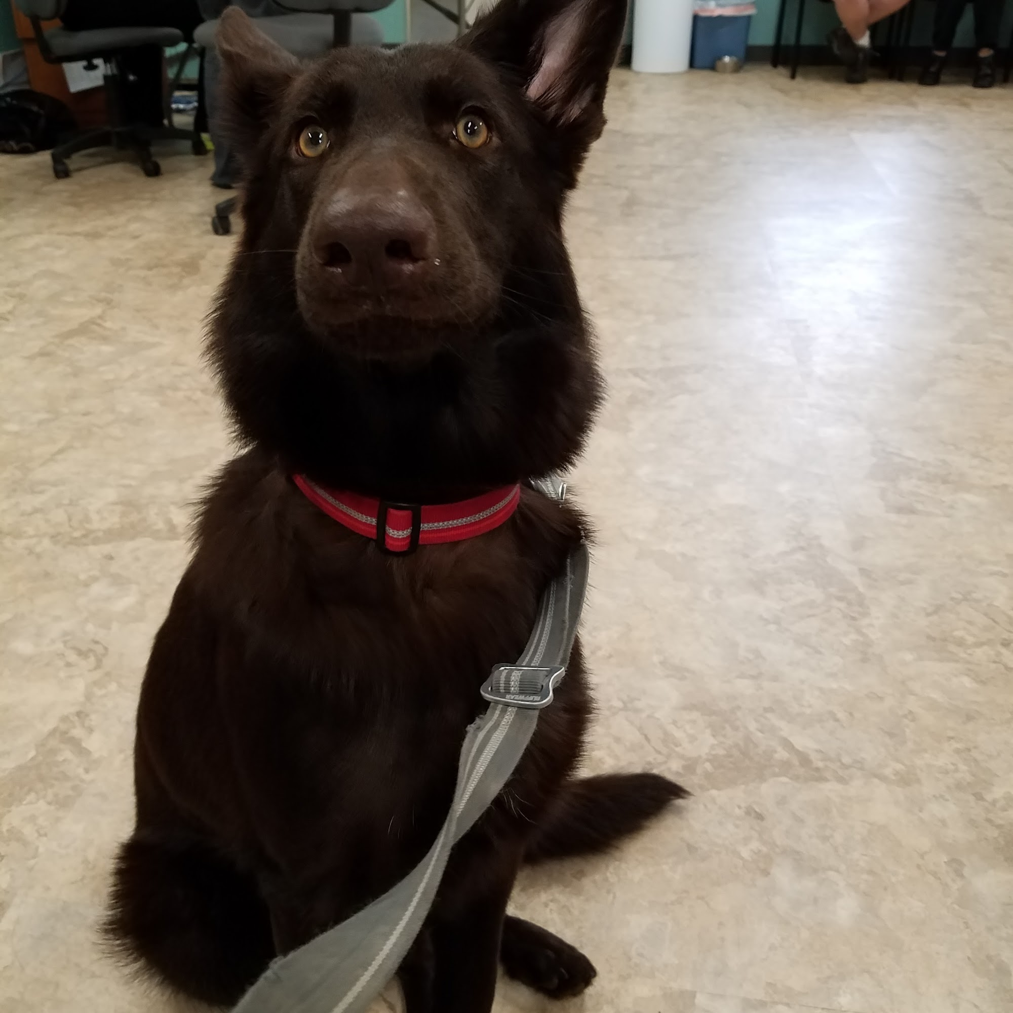 Wills Animal Hospital Owensboro