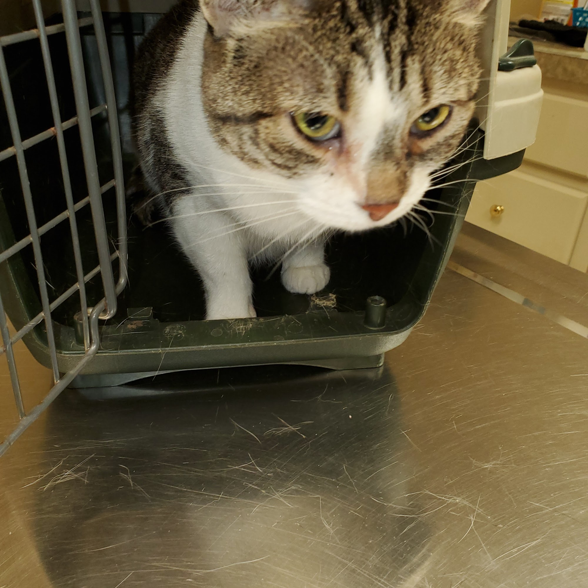 Owensboro Animal Hospital Owensboro