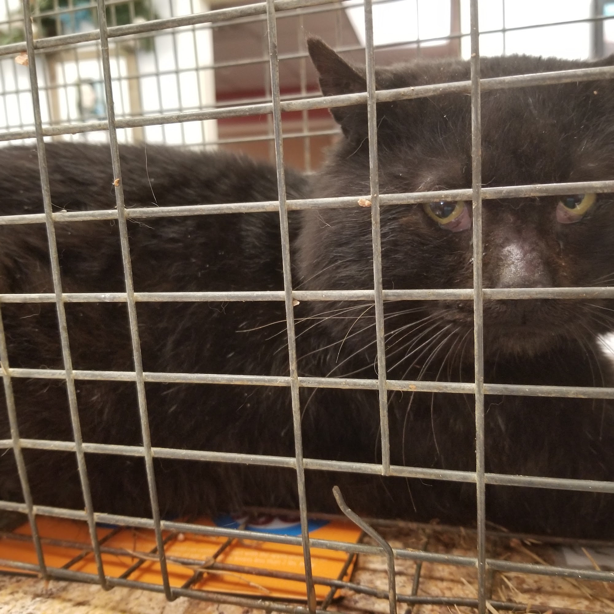 Towne Square Animal Hospital Owensboro