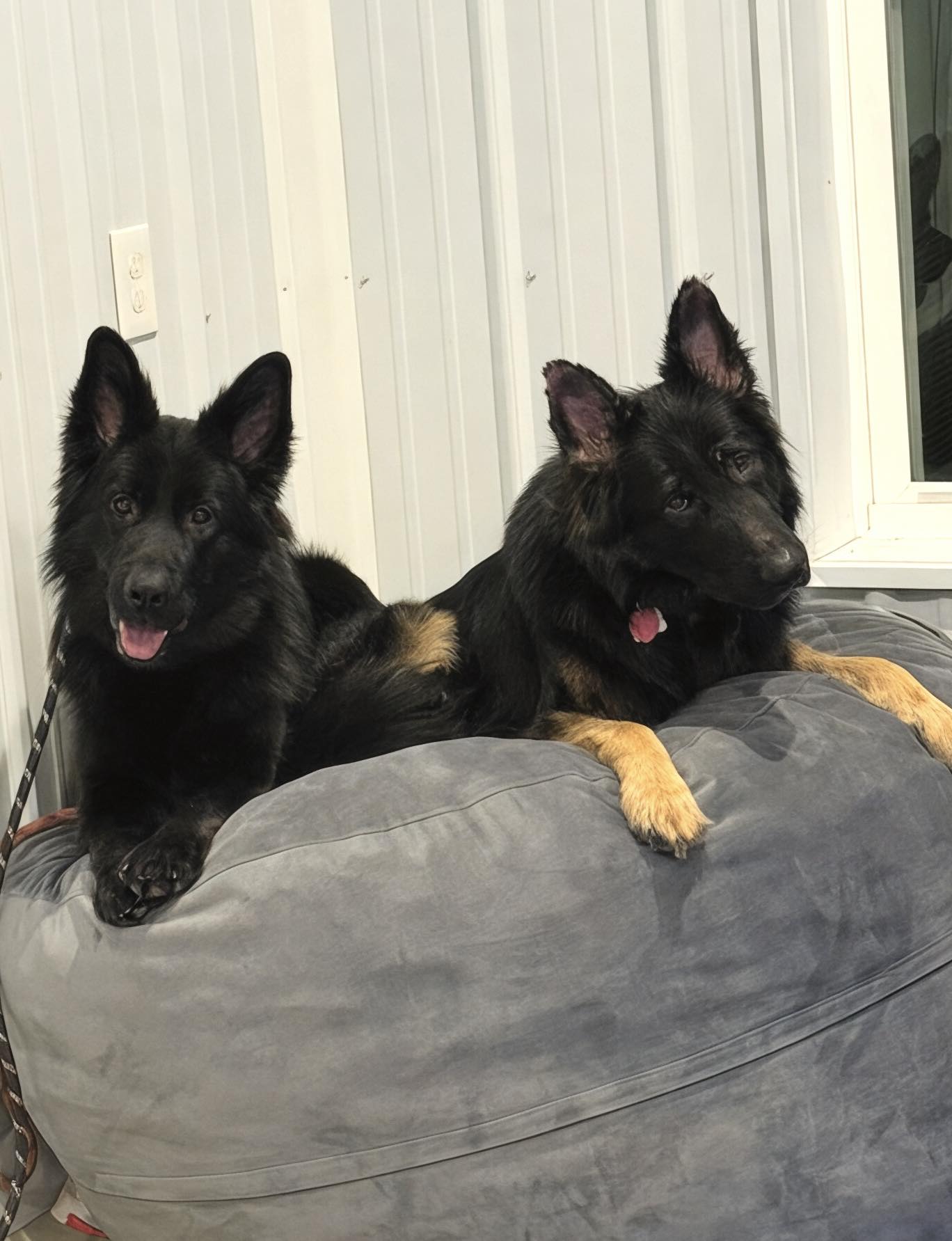 Paws Town, LLC Owensboro