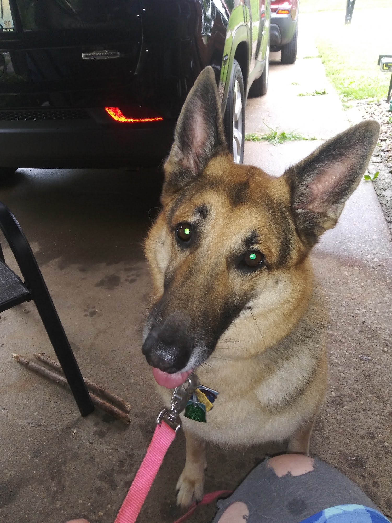 Pet Supplies Plus Owensboro Owensboro