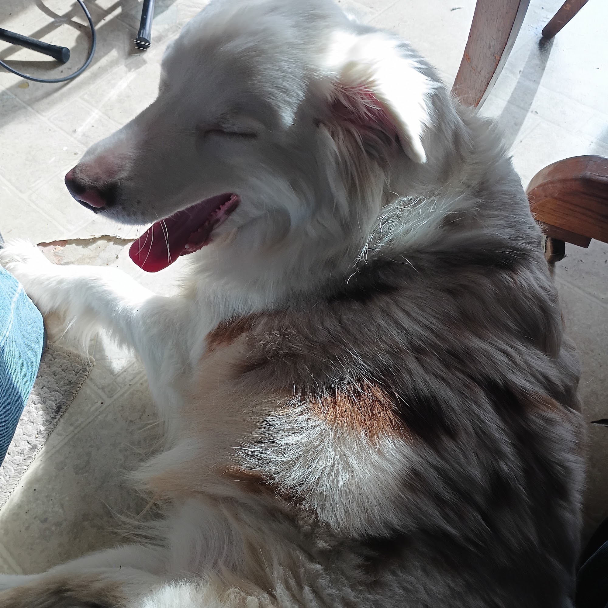 Owen County Animal Clinic Owenton