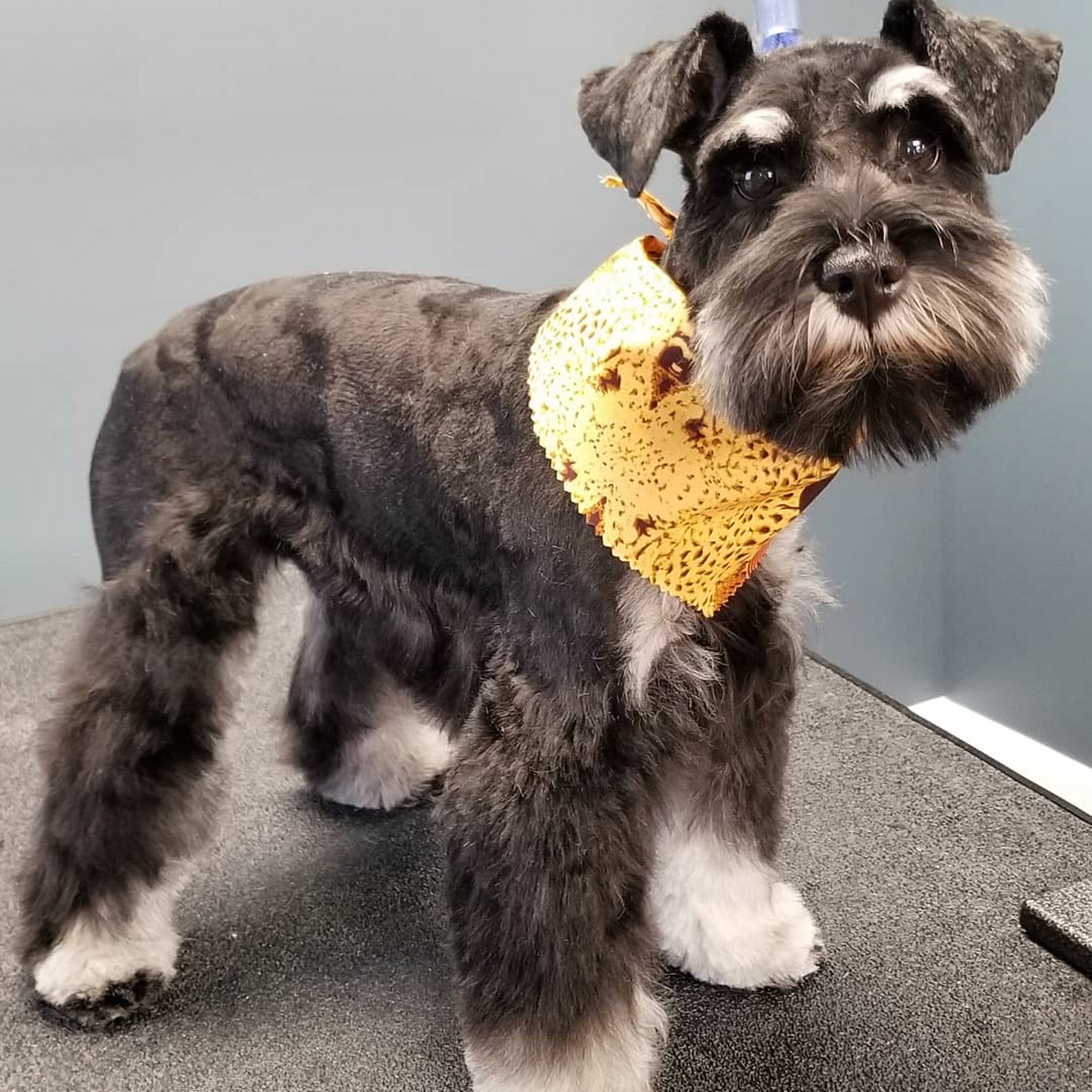 Animal Kare Center Paducah