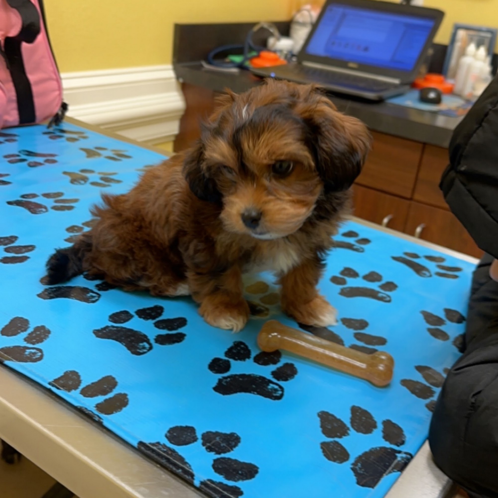 Ceglinski Animal Clinic Paducah