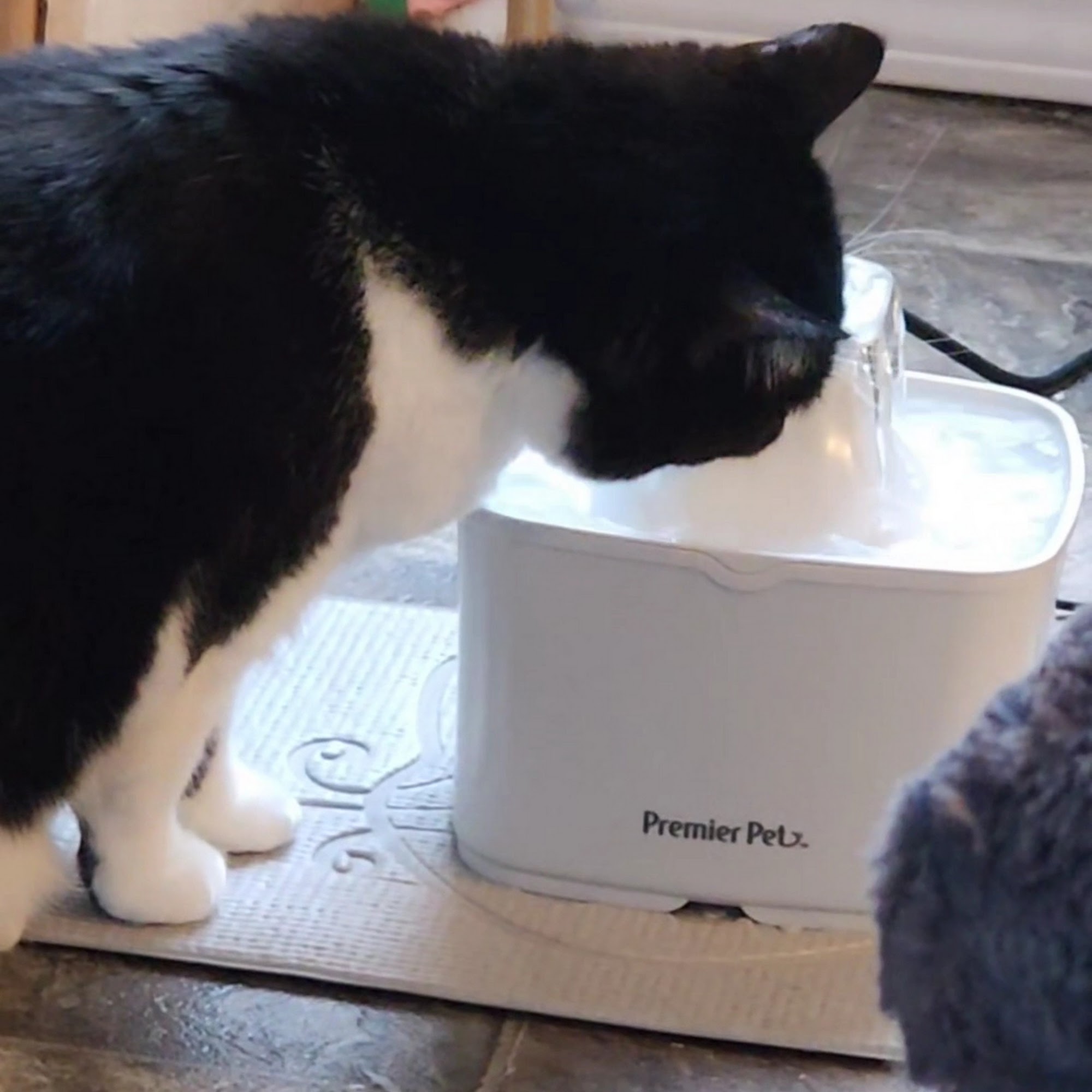 Lone Oak Animal Clinic Paducah