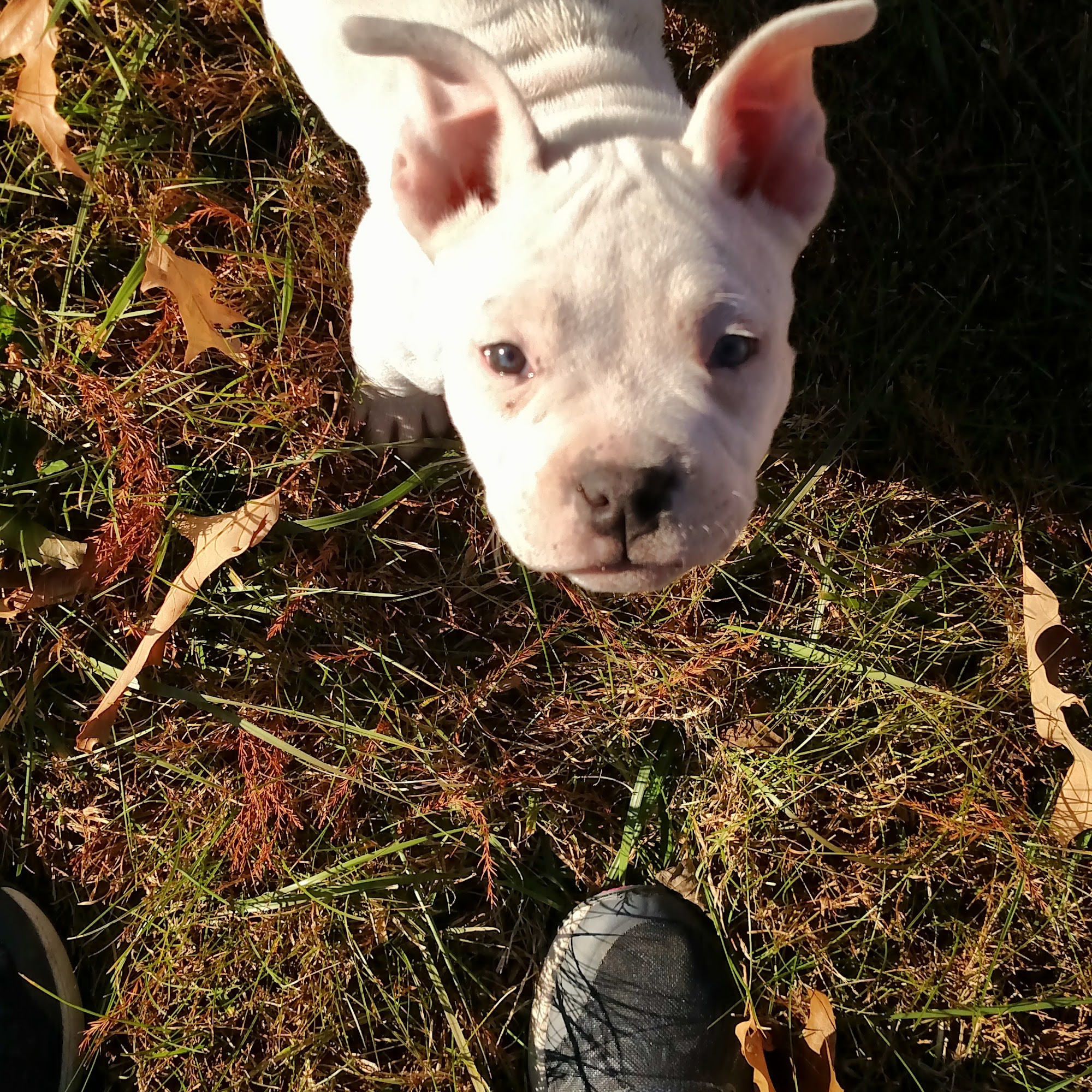 Cummings Veterinary Clinic Paducah