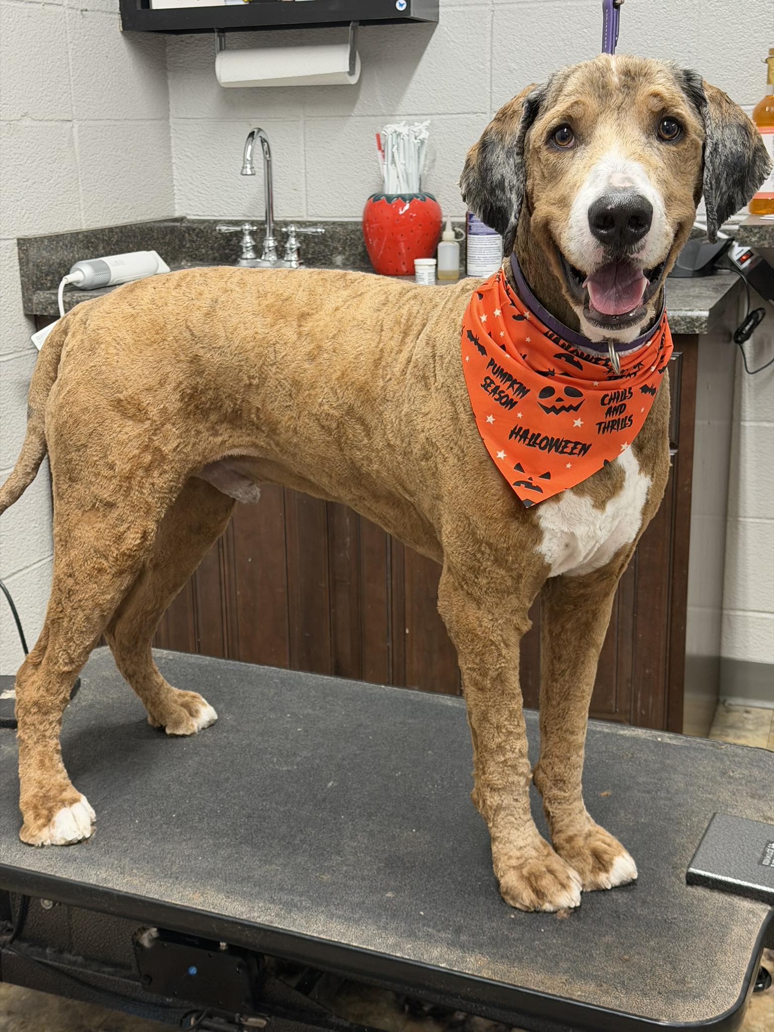 Precious Paws Pet Grooming Paducah