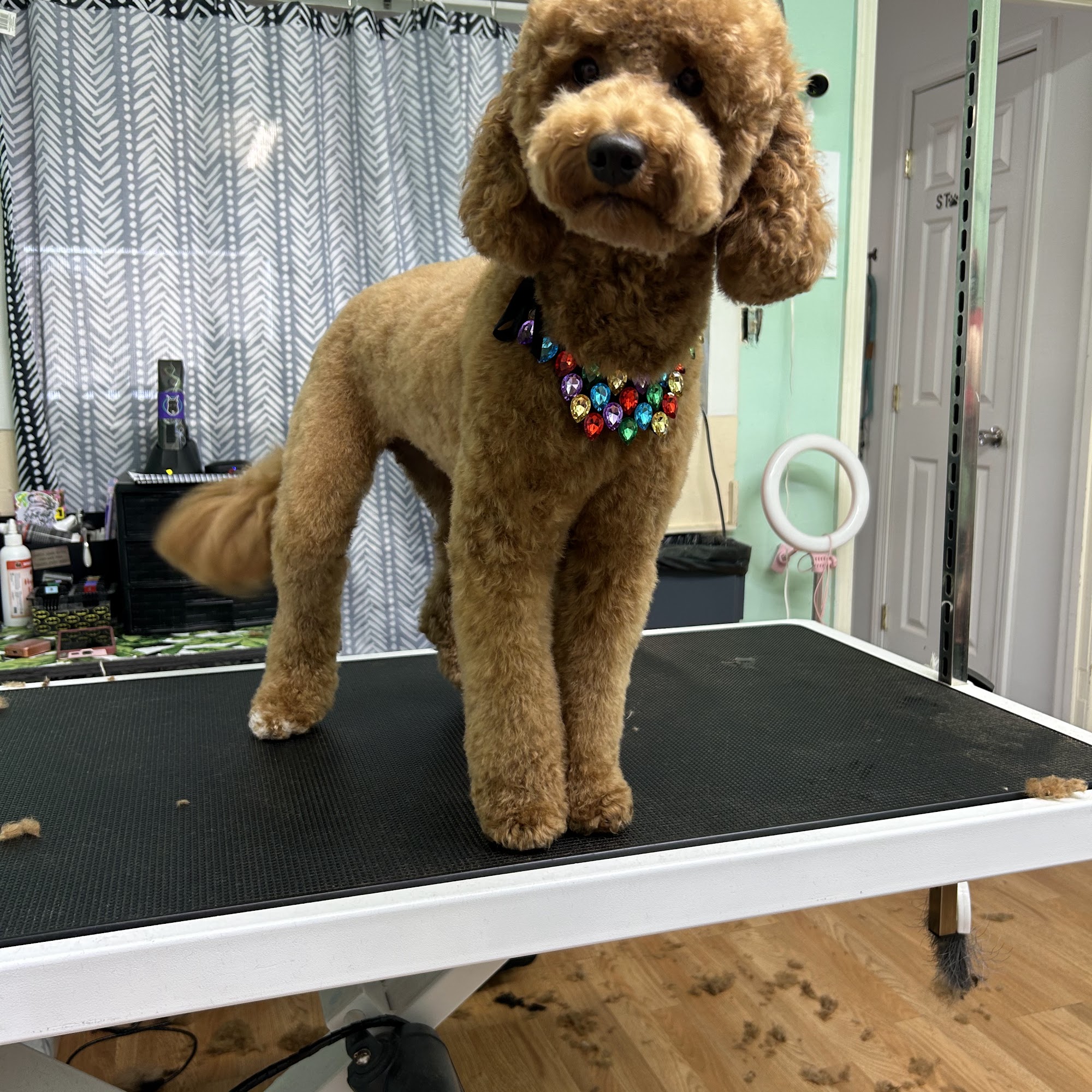 Barks N Bubbles Paducah Paducah