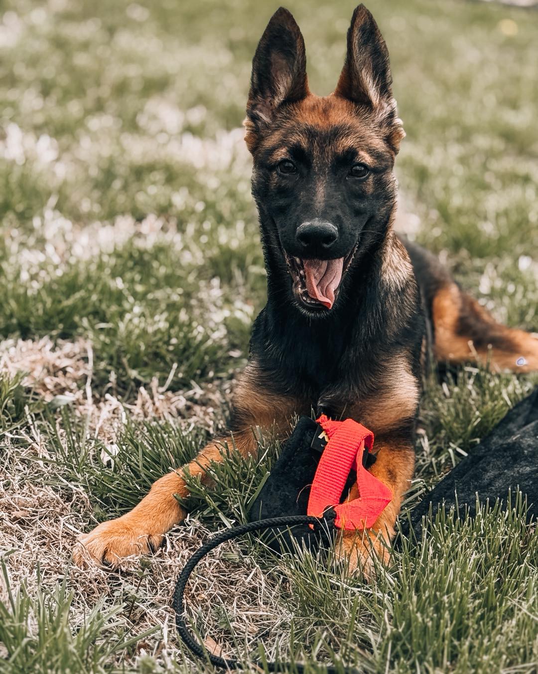 Pebble Creek Kennels Paducah